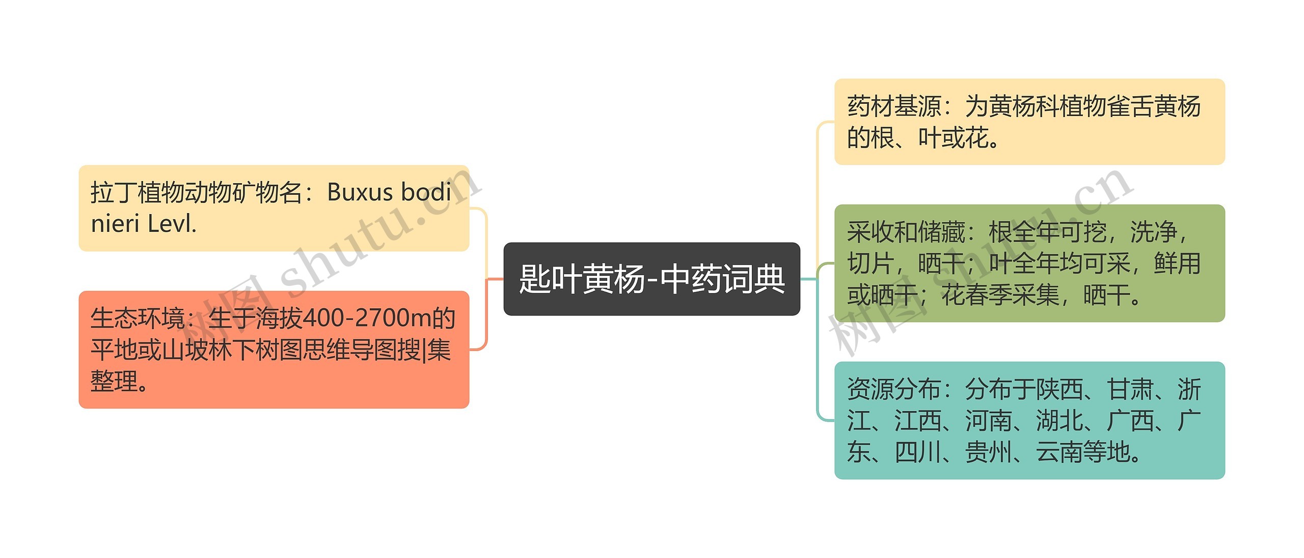 匙叶黄杨-中药词典思维导图