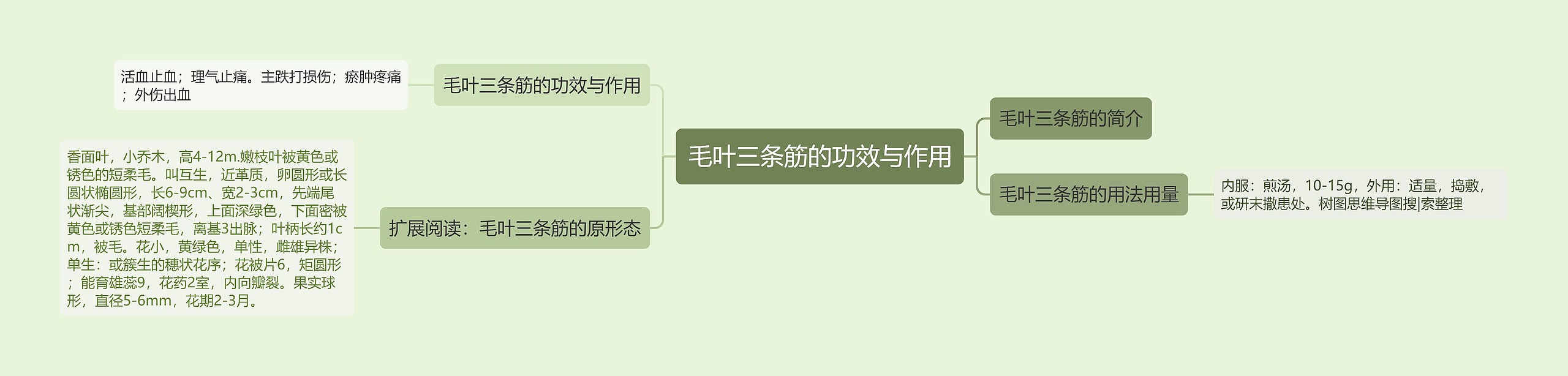 毛叶三条筋的功效与作用思维导图