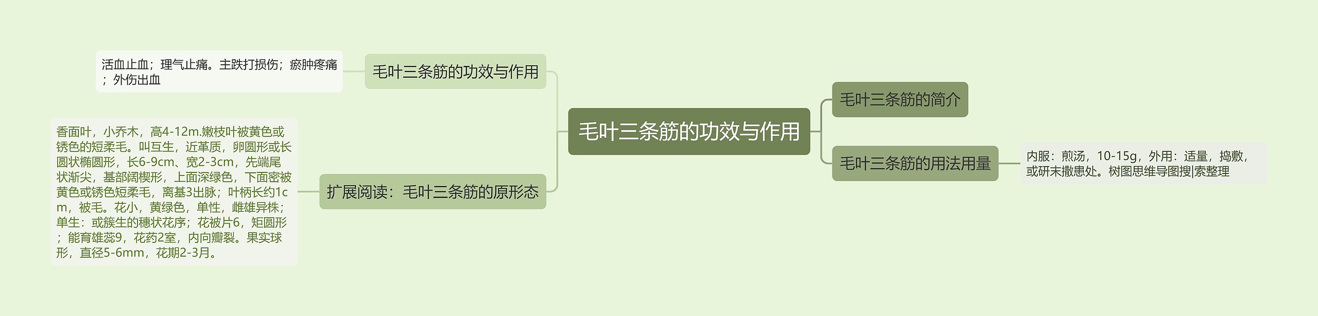 毛叶三条筋的功效与作用 毛叶三条筋的功效与作用