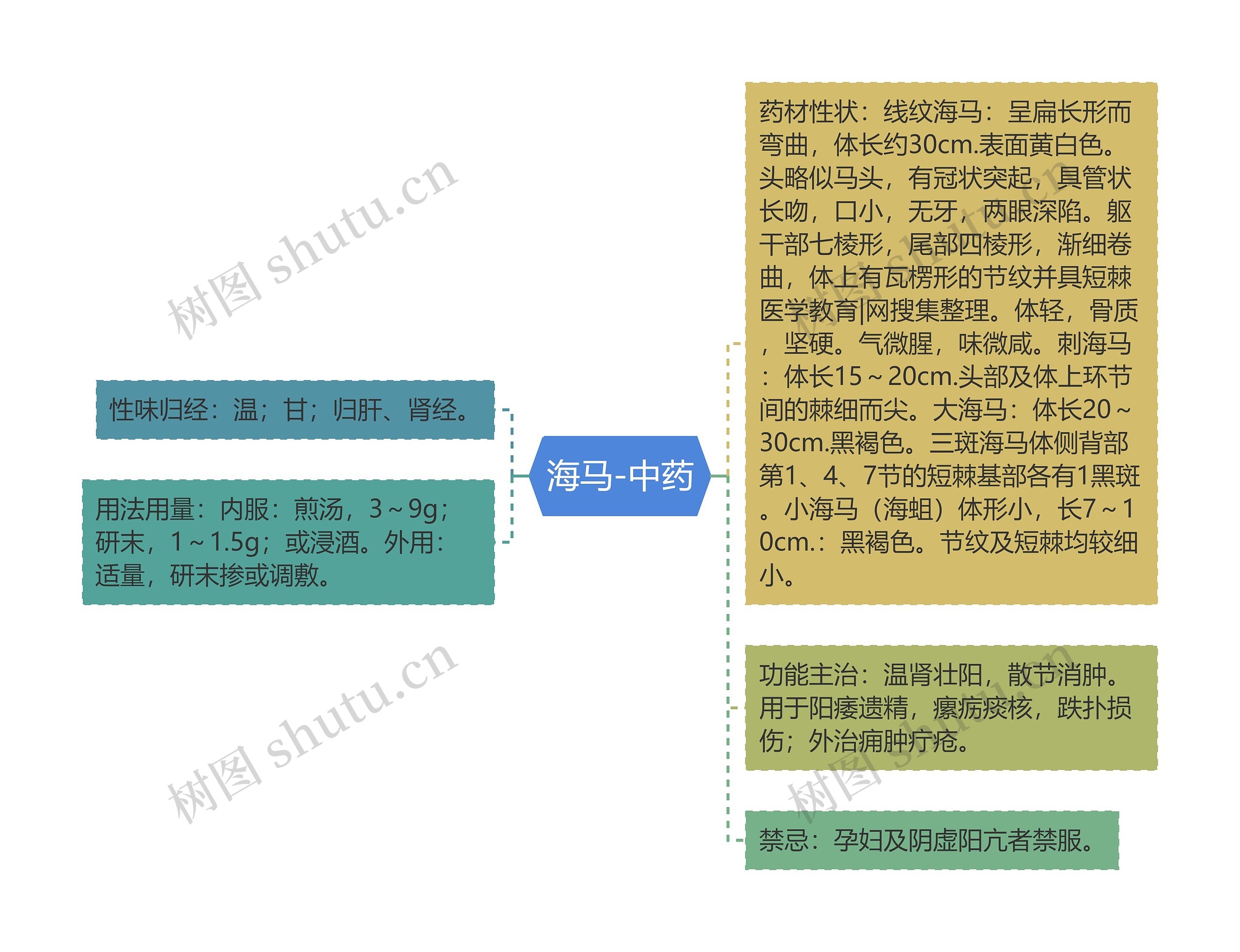 海马-中药 海马-中药