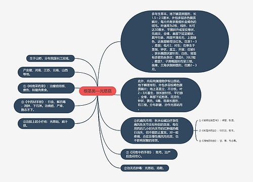 根茎类—光慈菇