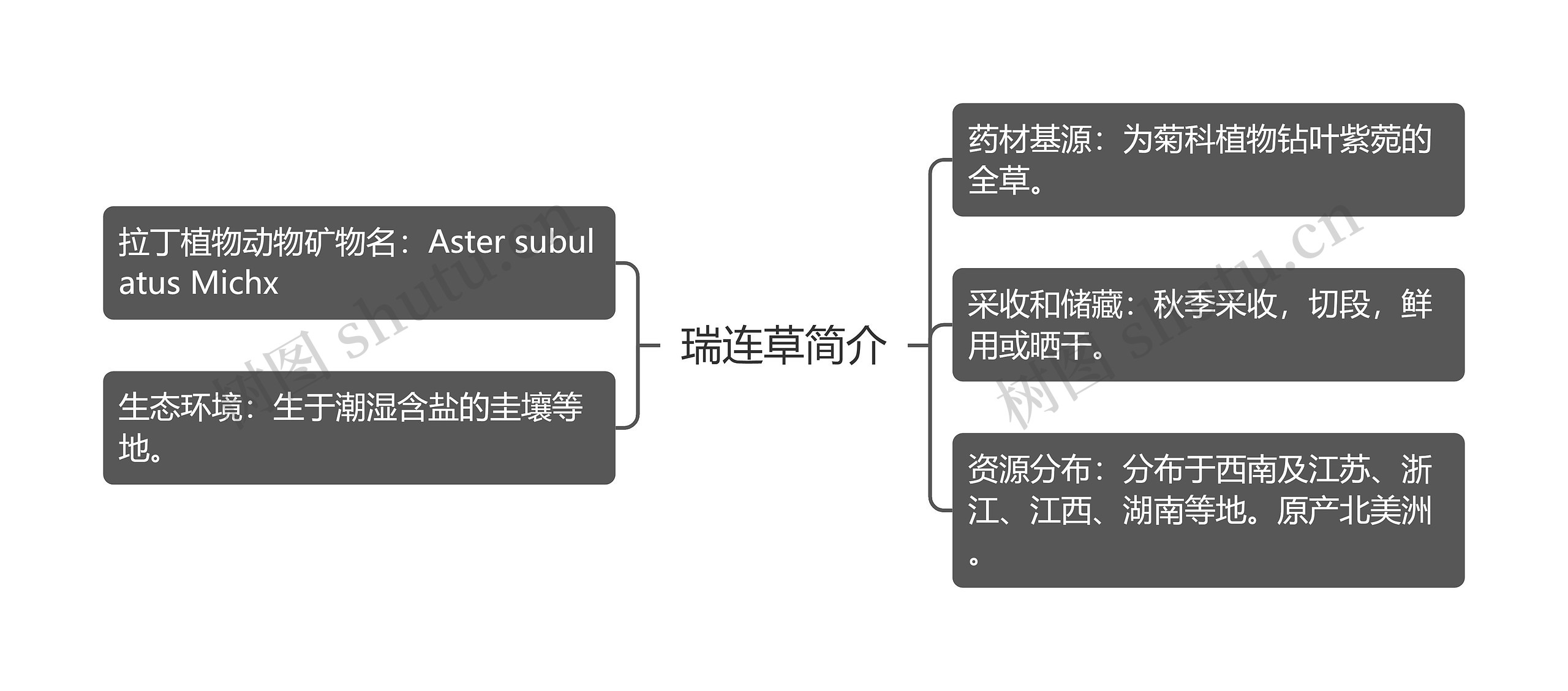 瑞连草简介