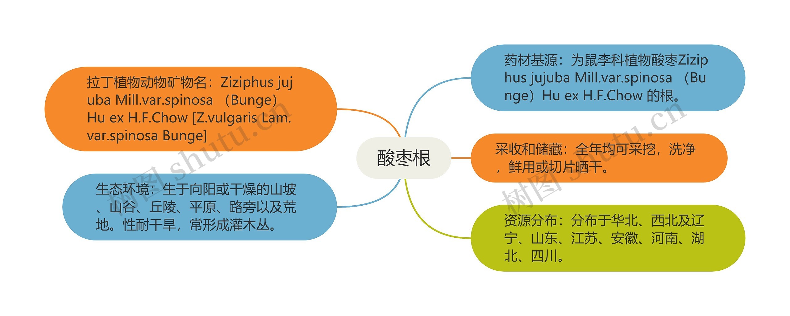 酸枣根思维导图