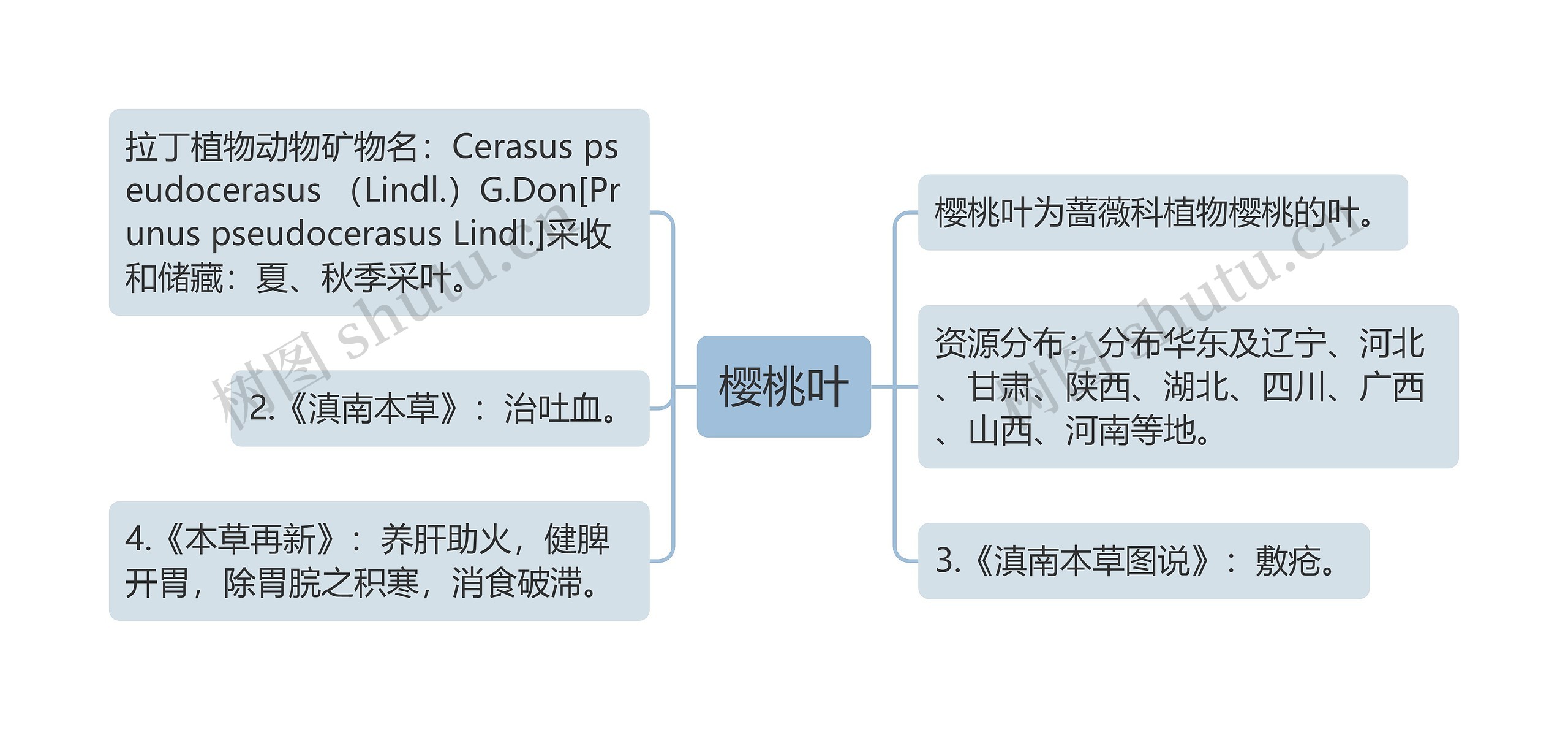 樱桃叶
