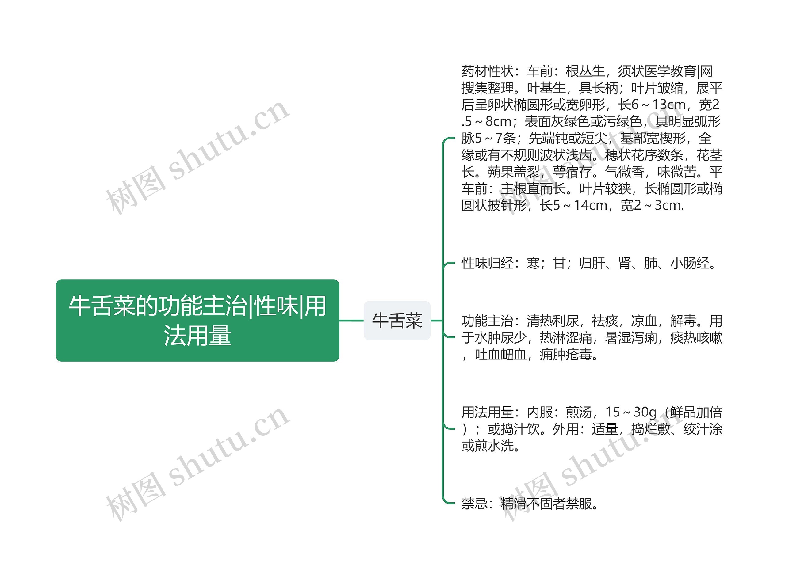 牛舌菜的功能主治|性味|用法用量 牛舌菜的功能主治|性味|用法用量