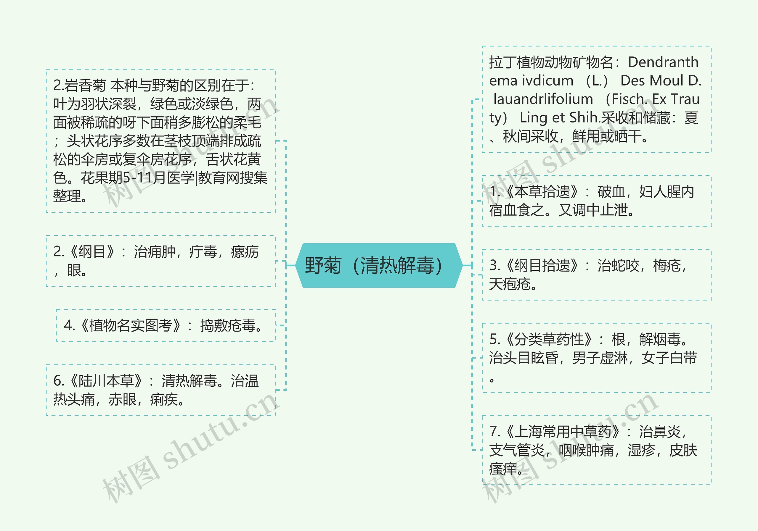 野菊（清热解毒）思维导图