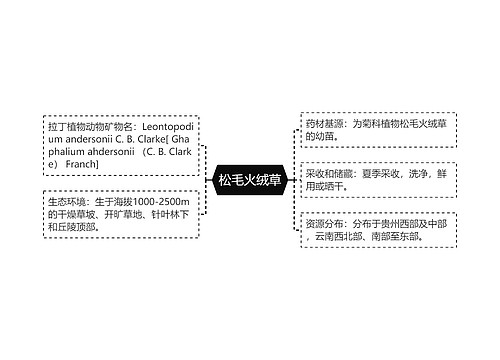 松毛火绒草