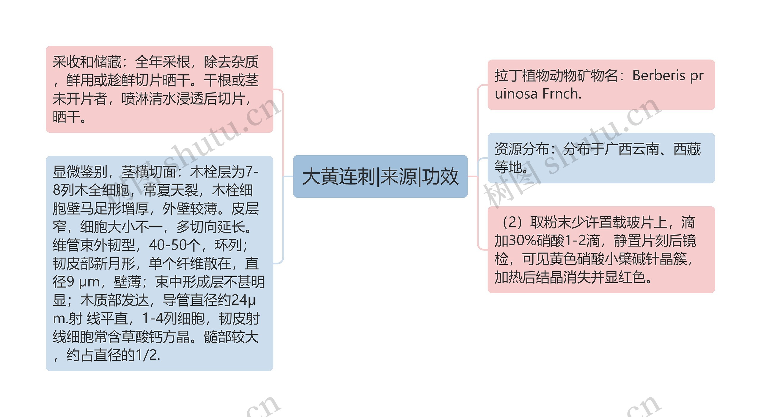 大黄连刺|来源|功效思维导图