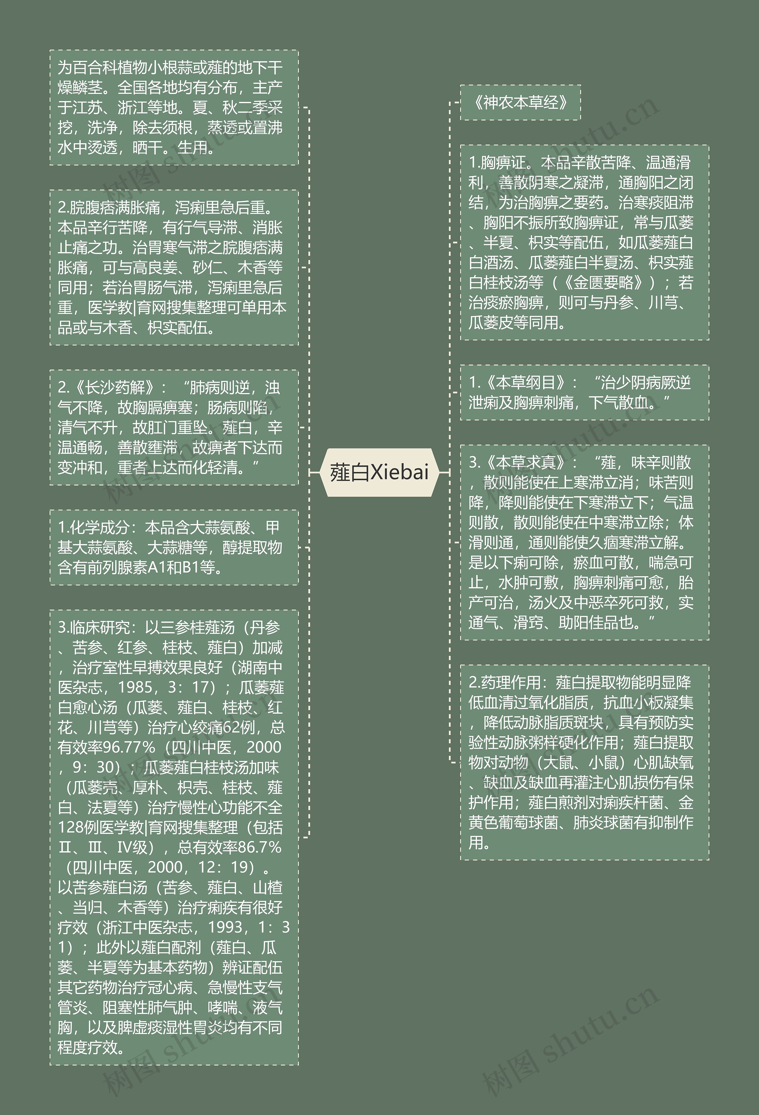 薤白Xiebai