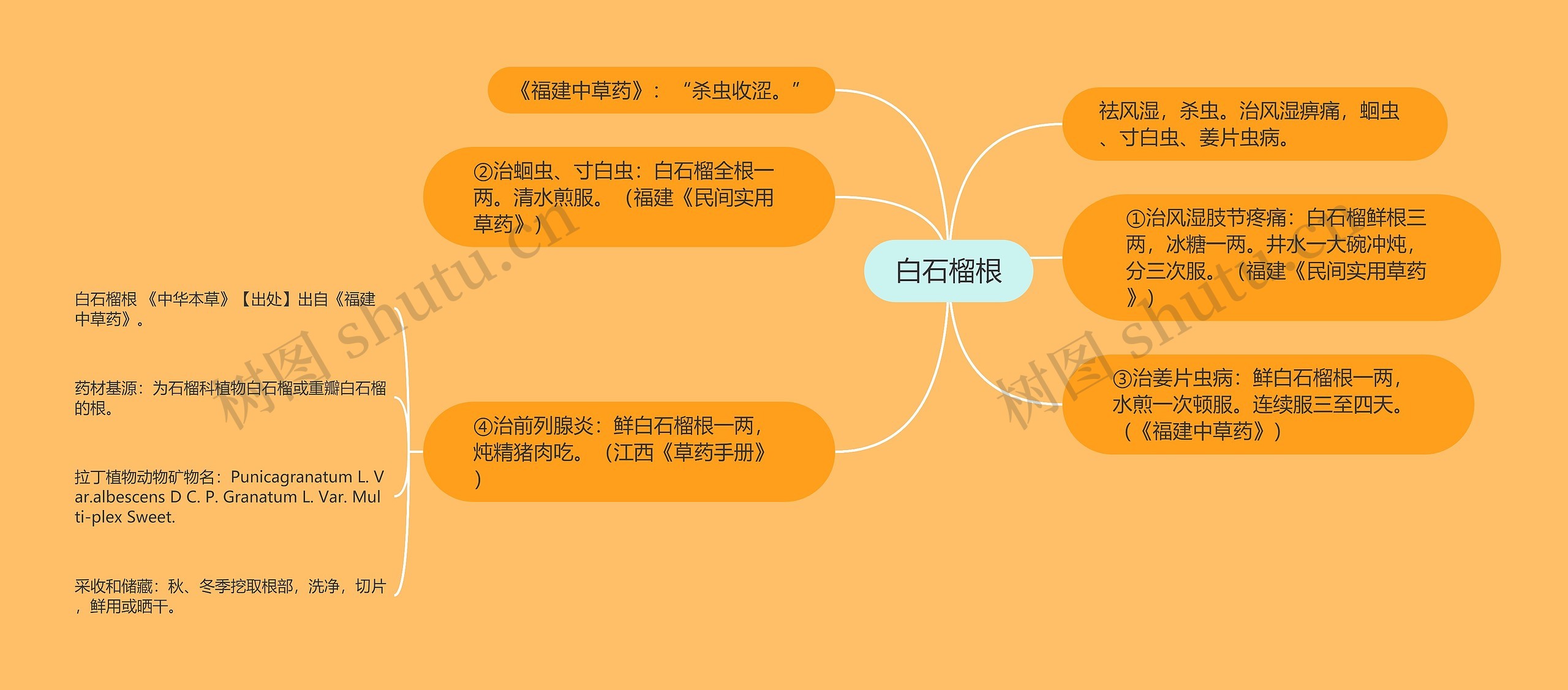 白石榴根 白石榴根