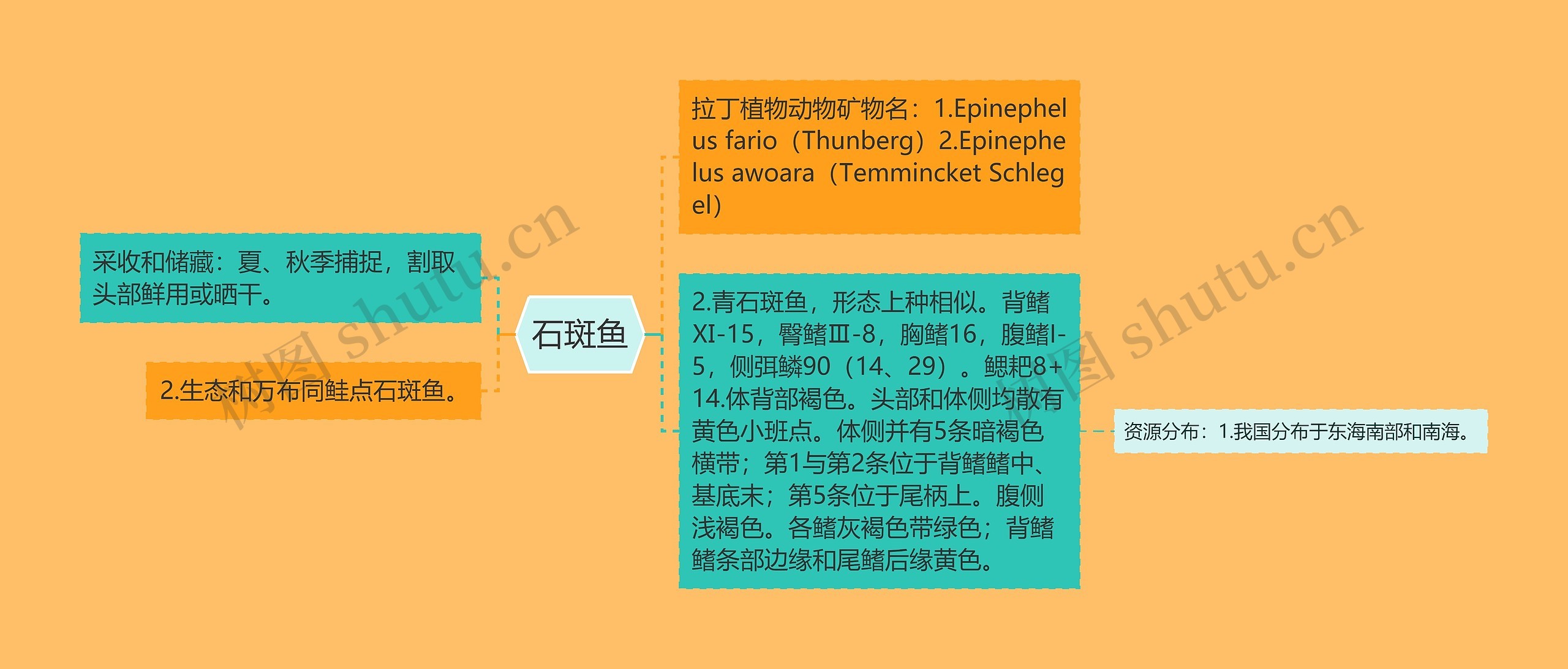 石斑鱼思维导图