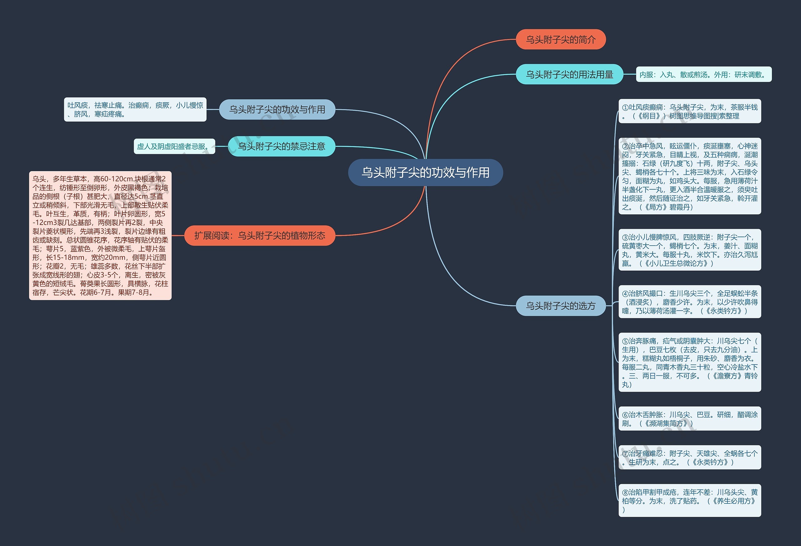 乌头附子尖的功效与作用 乌头附子尖的功效与作用