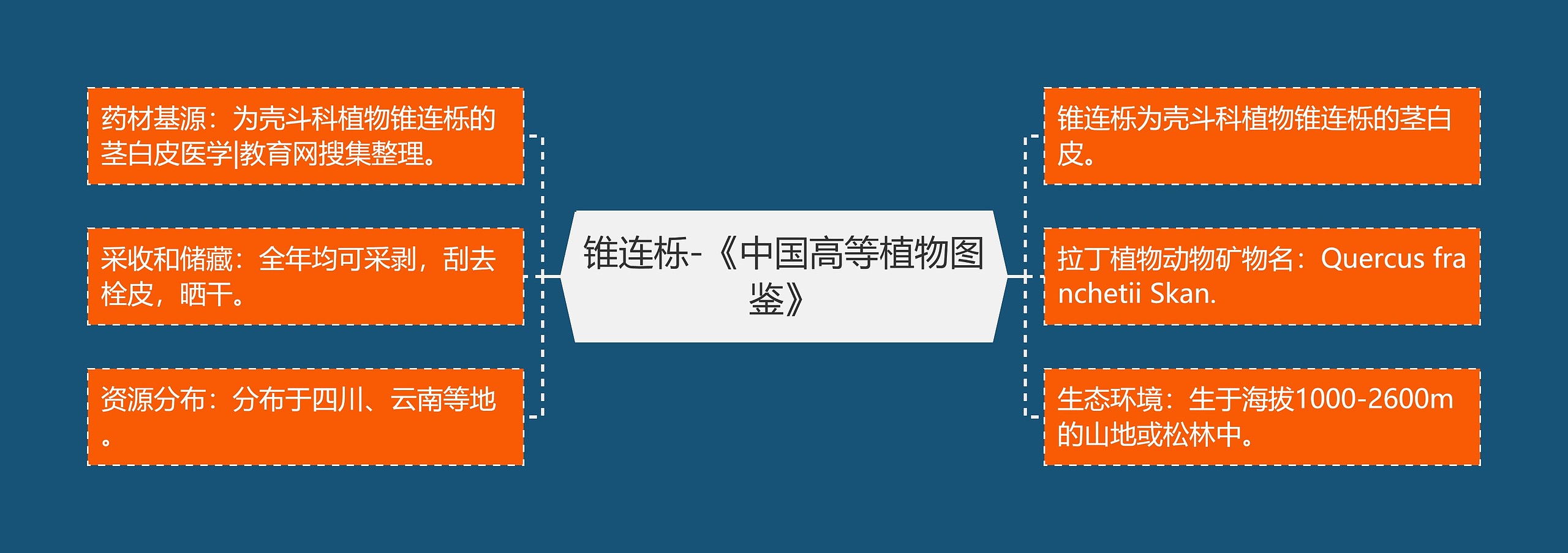 锥连栎-《中国高等植物图鉴》 锥连栎-《中国高等植物图鉴》