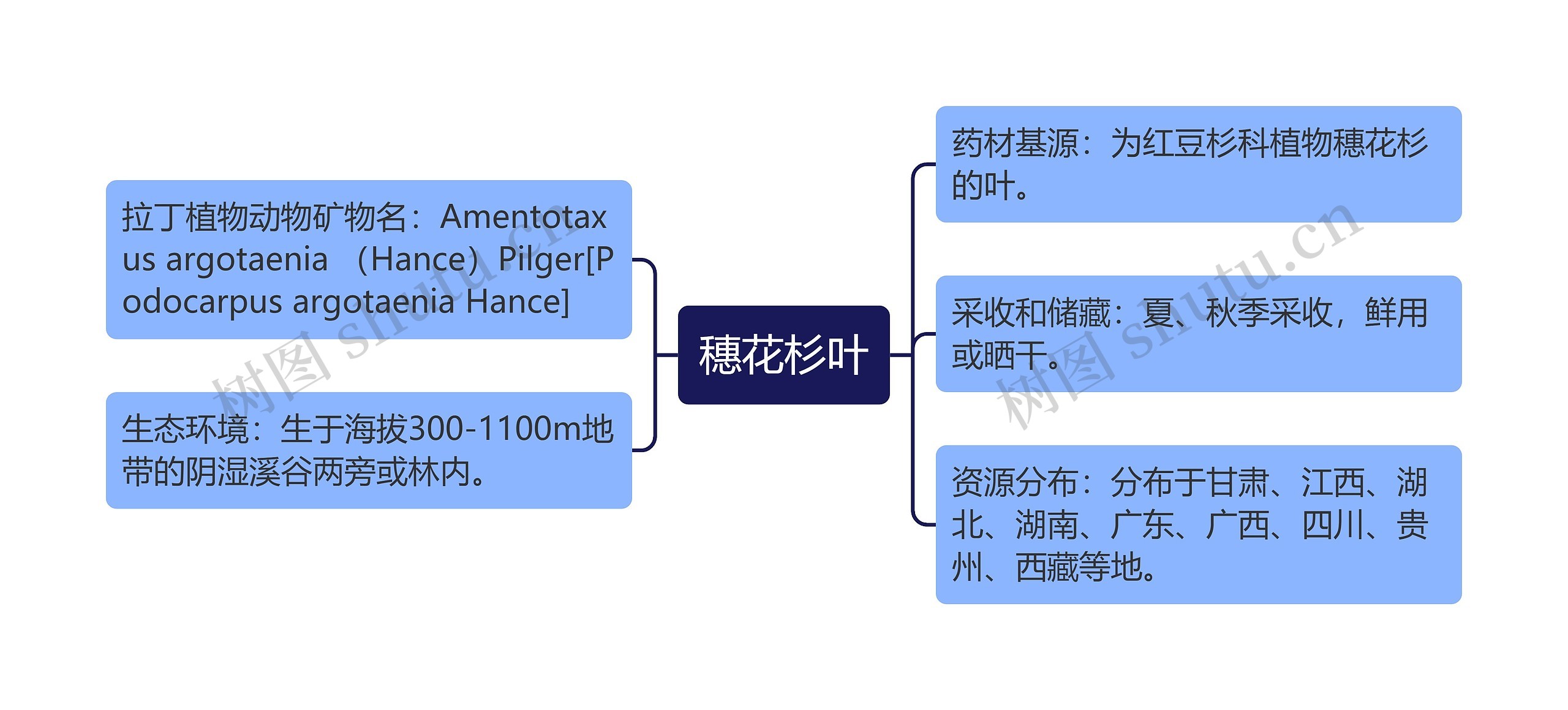 穗花杉叶思维导图