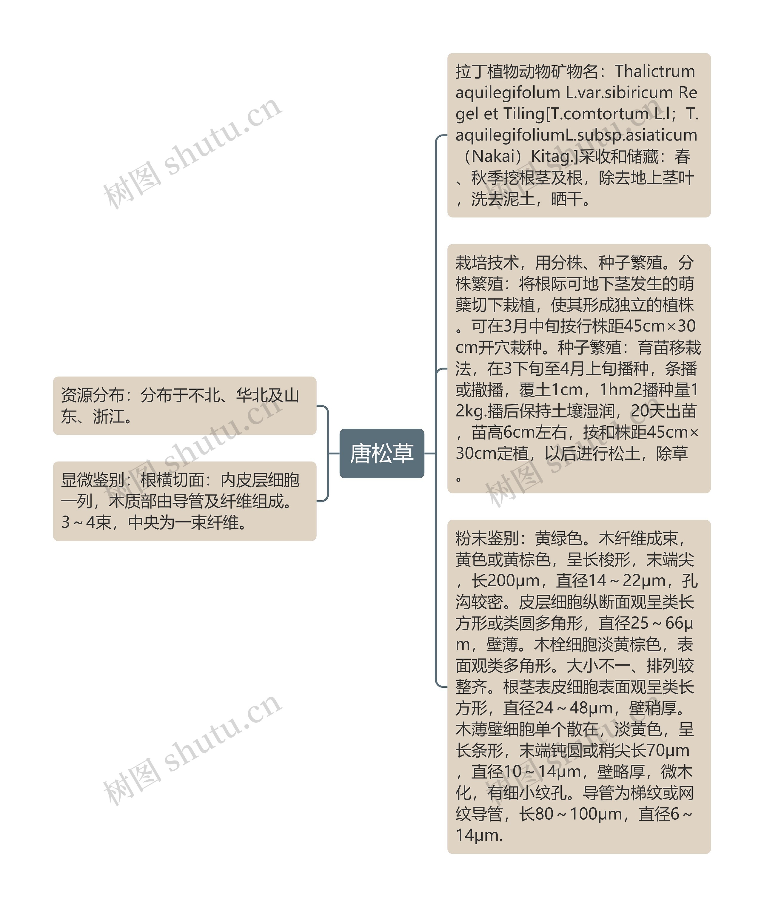 唐松草思维导图高清图 唐松草思维导图