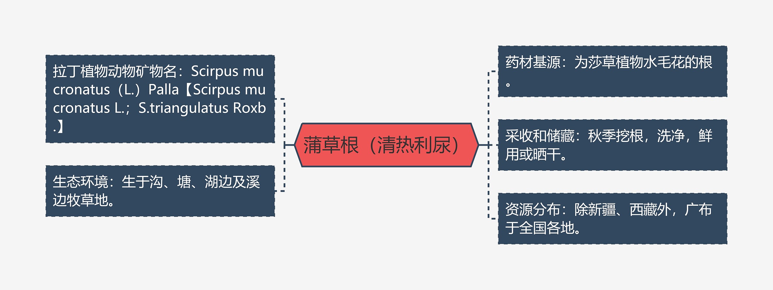 蒲草根（清热利尿）思维导图