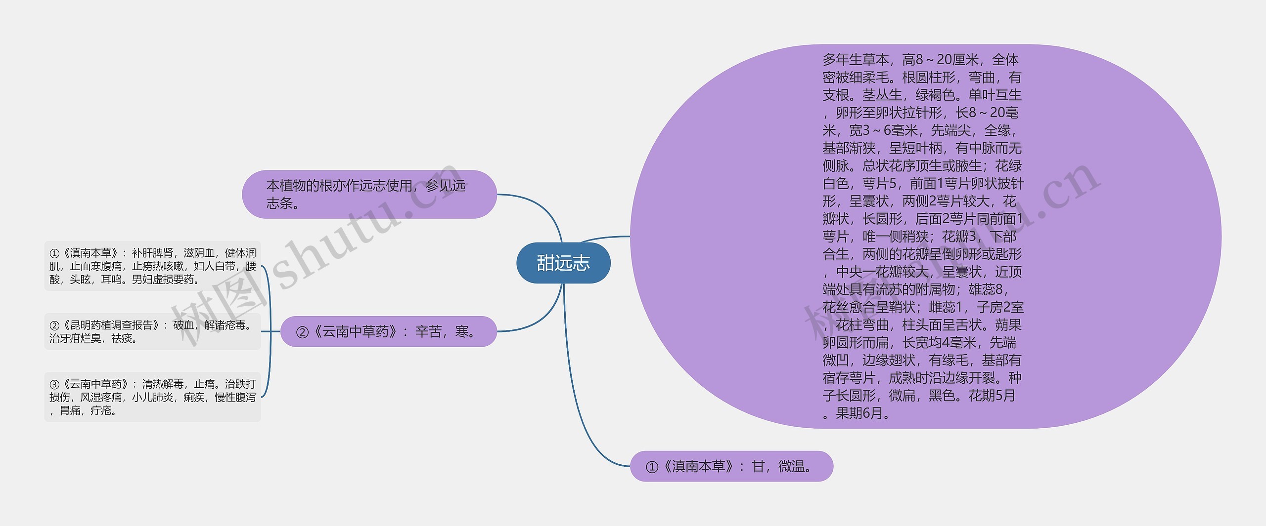 甜远志思维导图