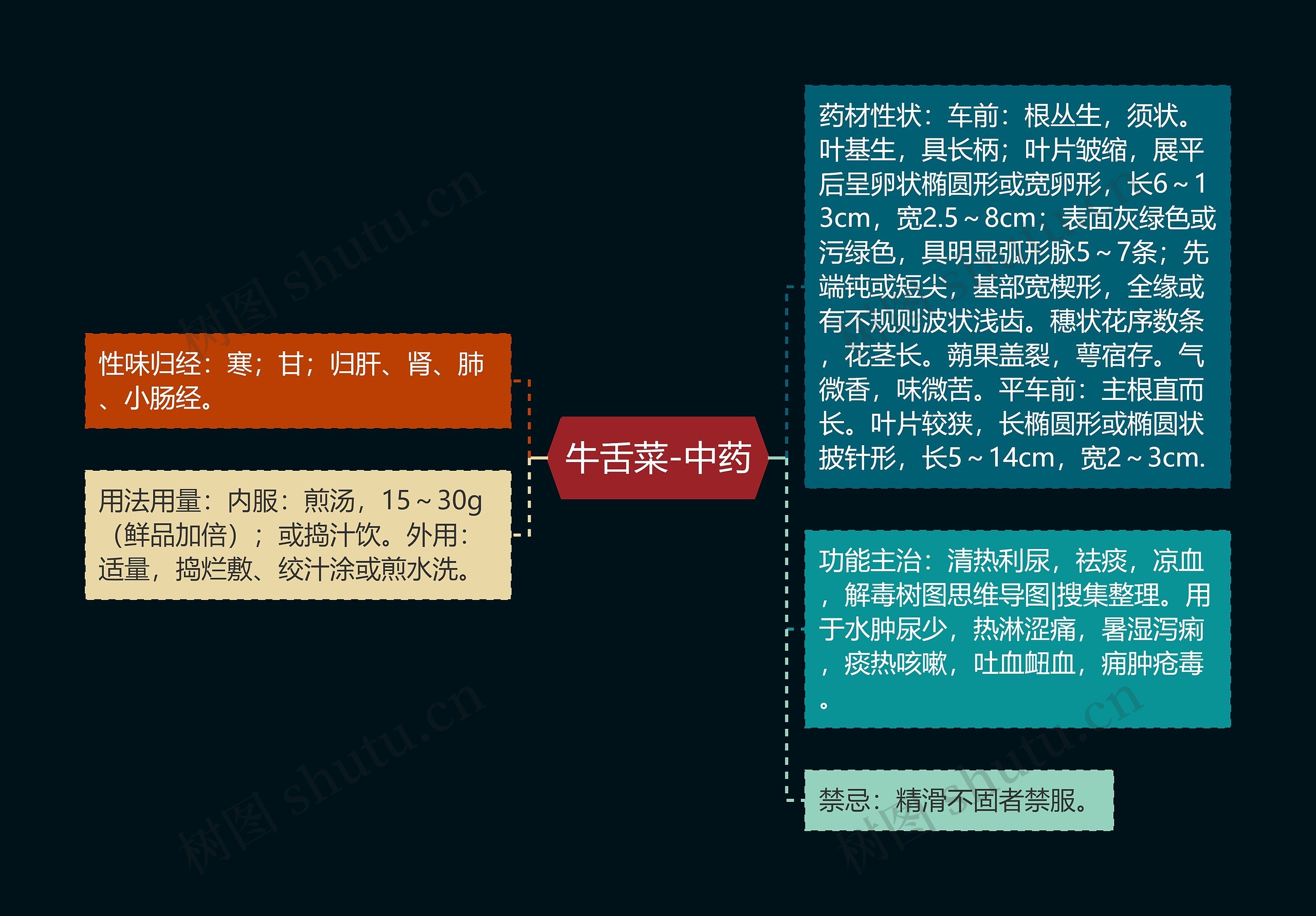 牛舌菜-中药 牛舌菜-中药