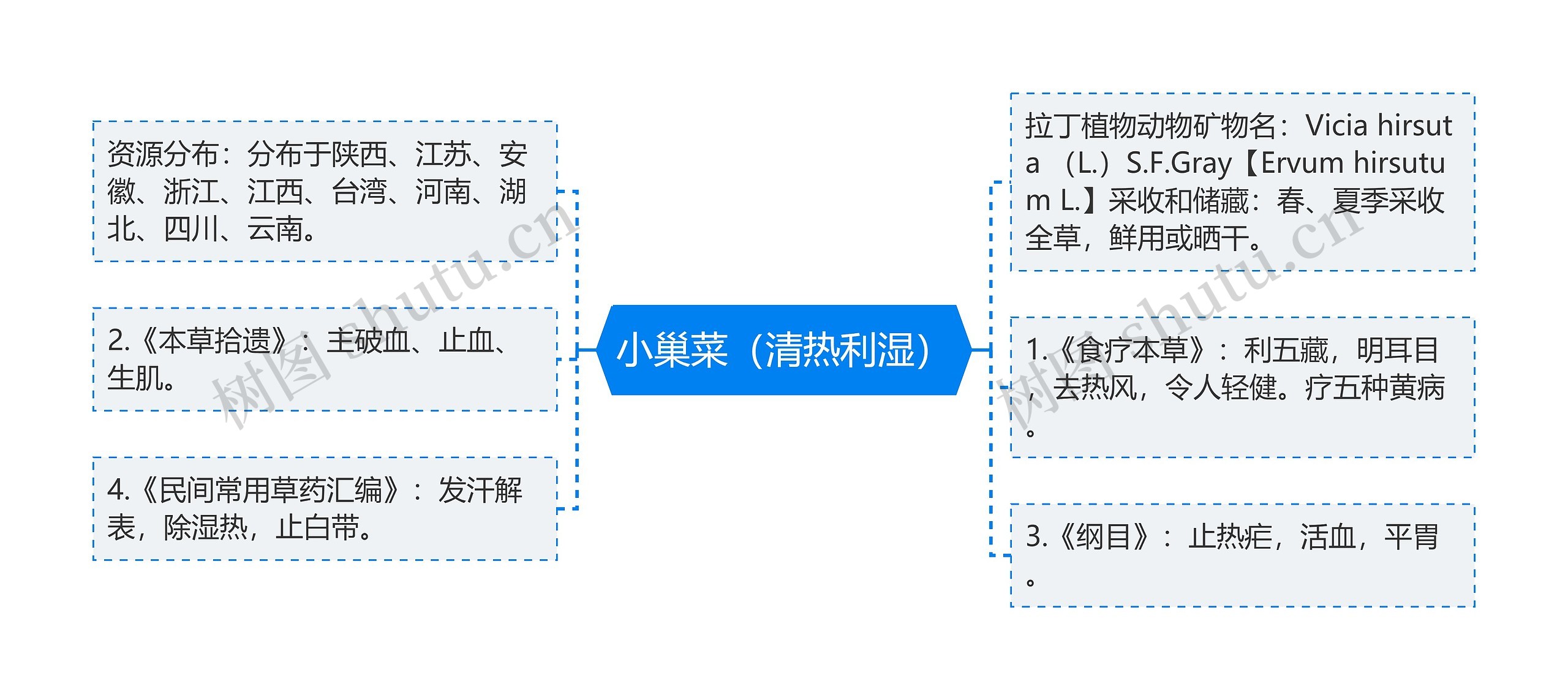 小巢菜（清热利湿）思维导图