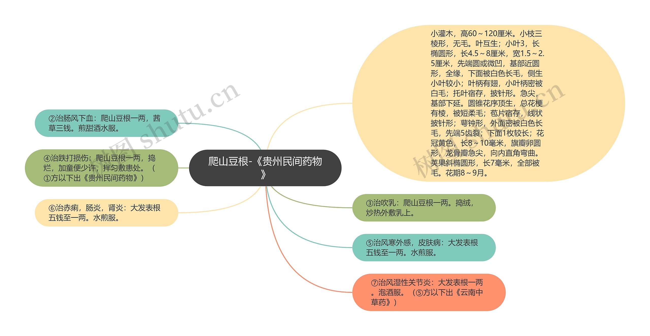 爬山豆根-《贵州民间药物》思维导图