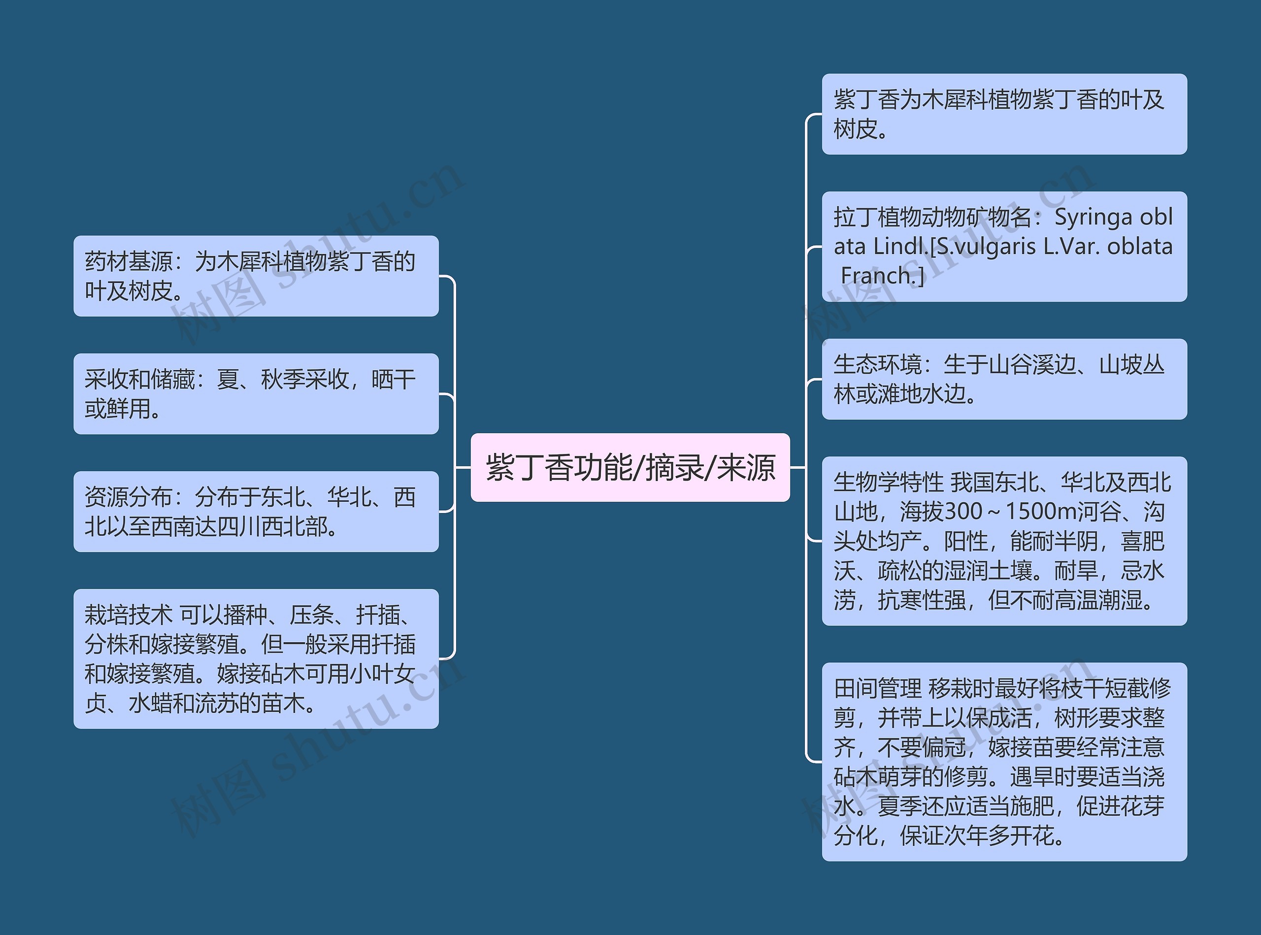 紫丁香功能/摘录/来源思维导图