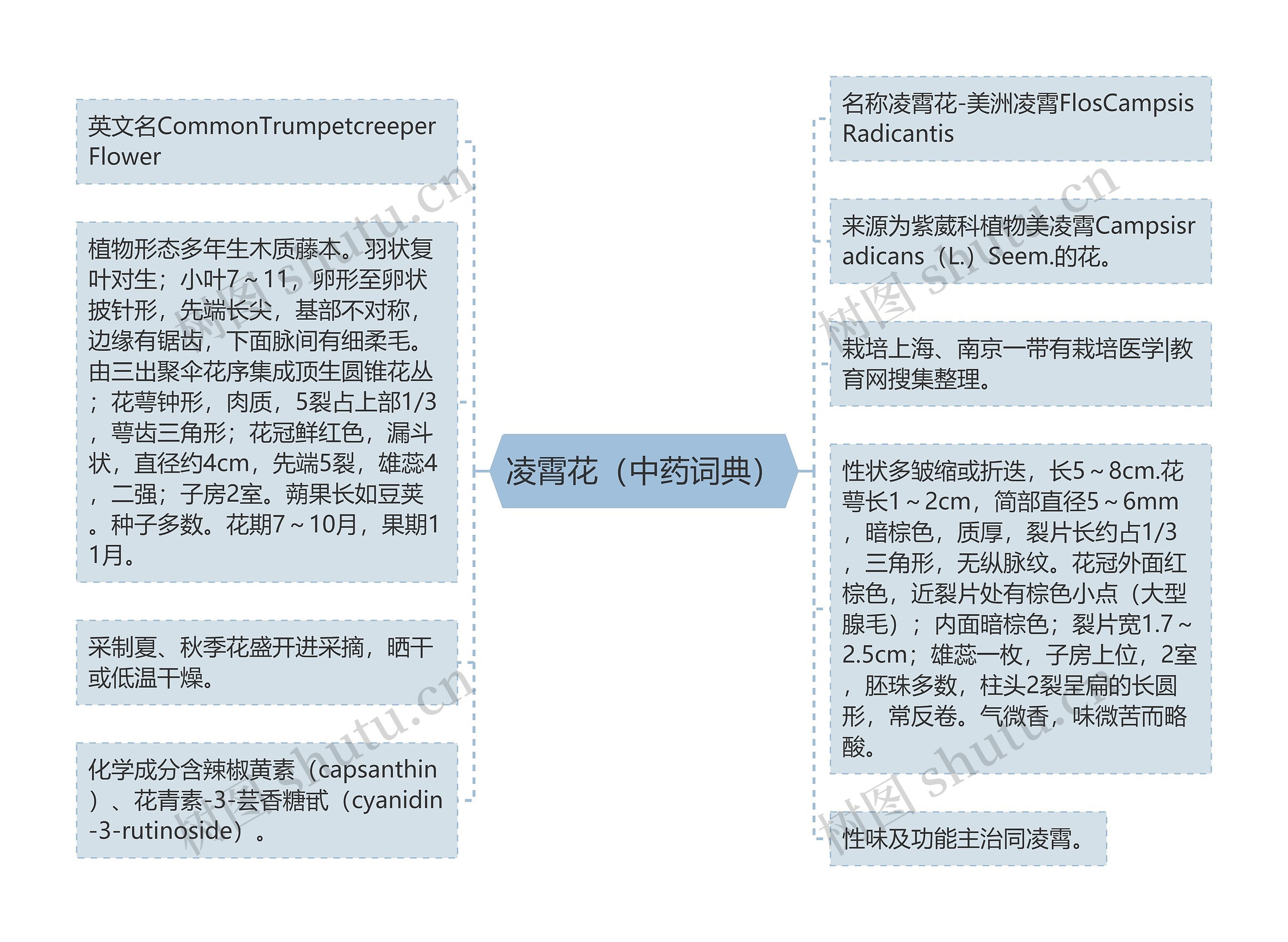 凌霄花（中药词典）思维导图