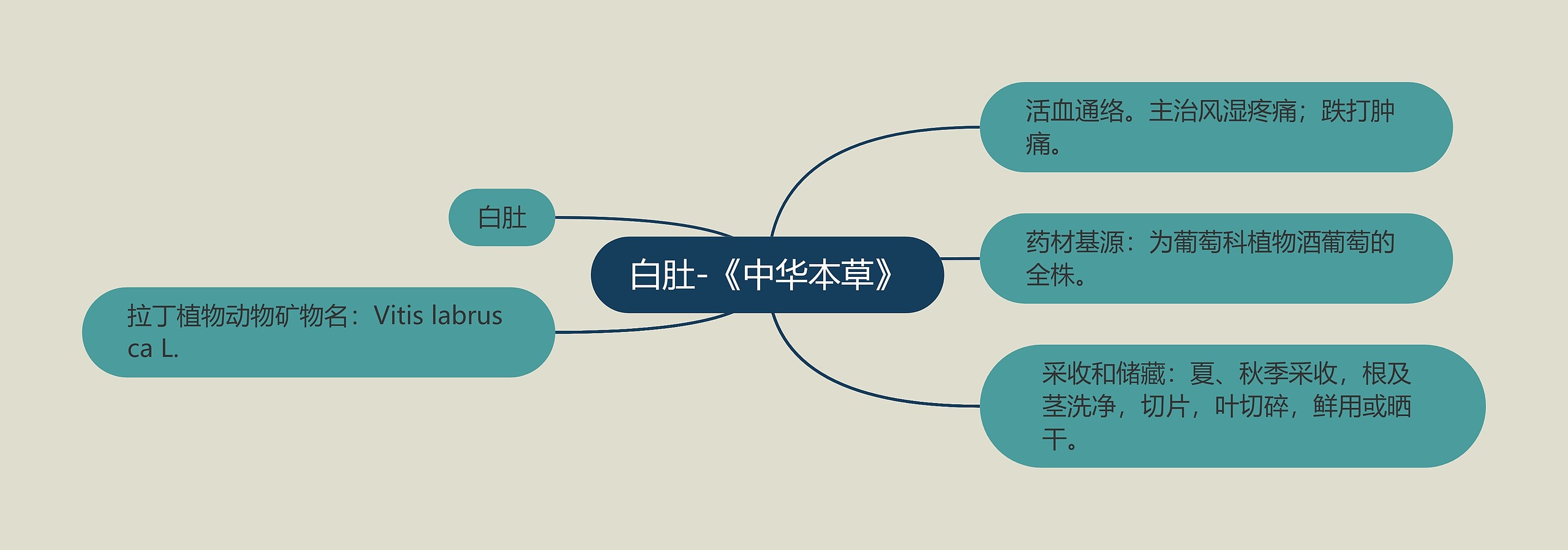 白肚-《中华本草》思维导图