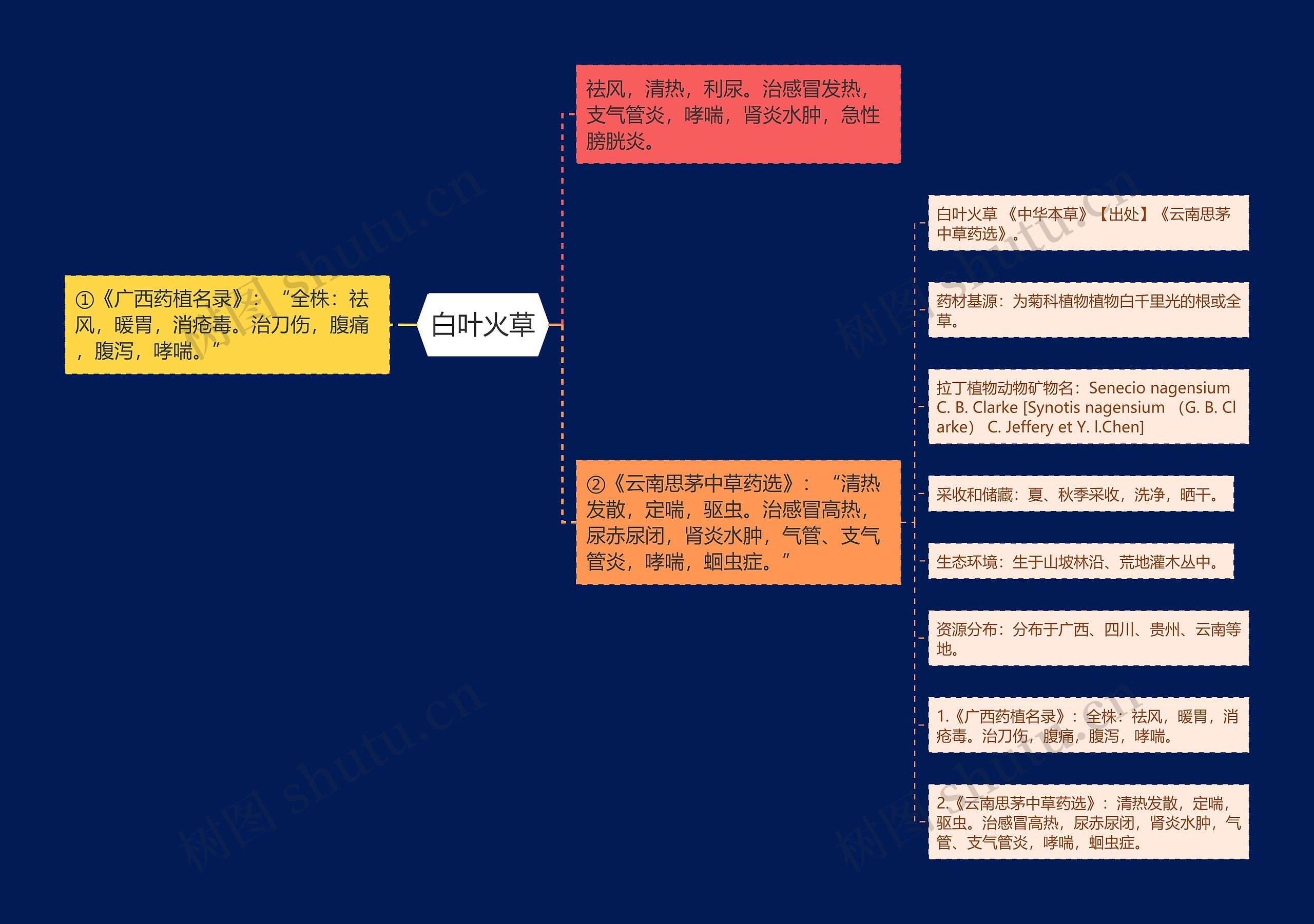 白叶火草 白叶火草
