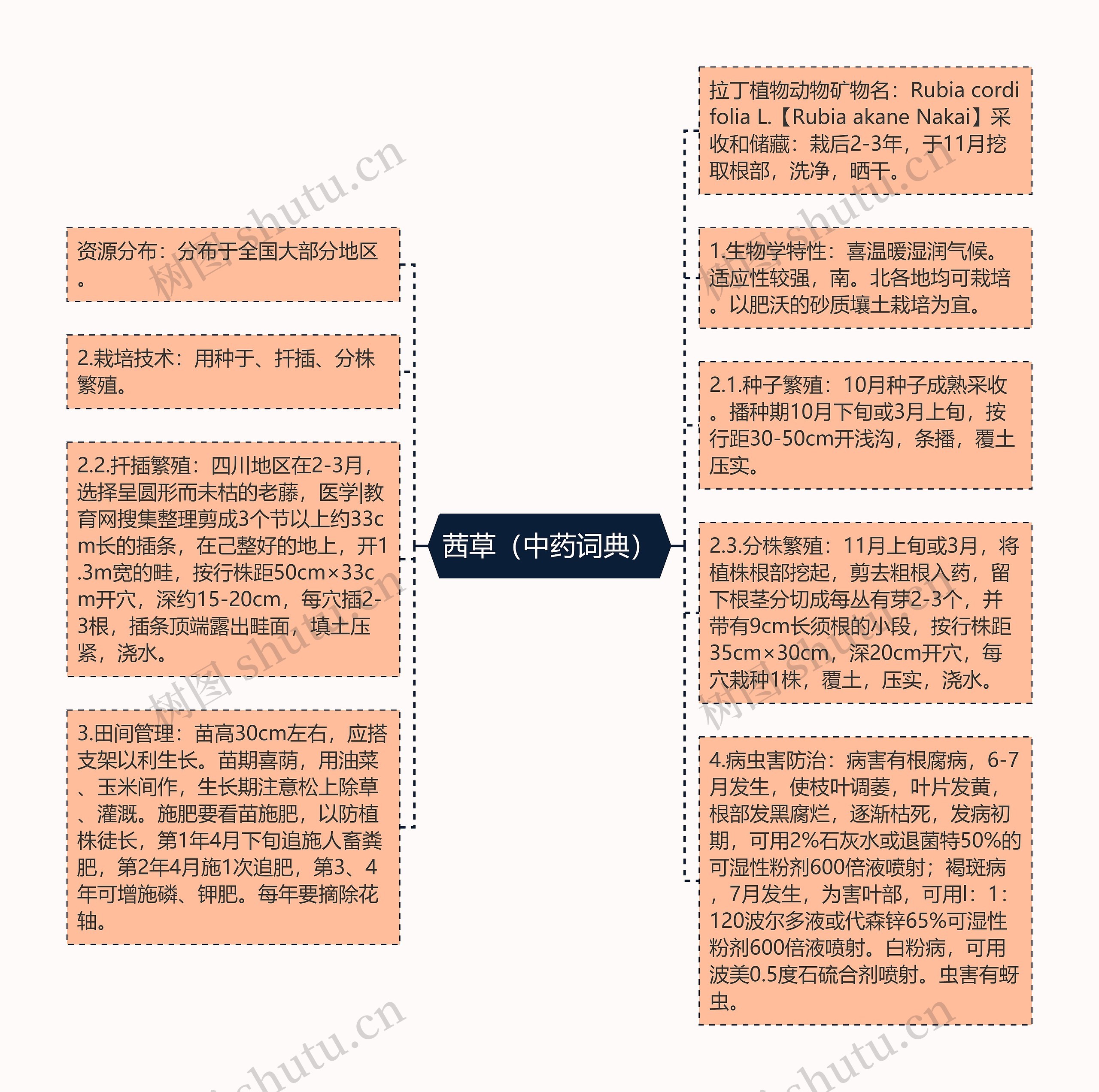 茜草（中药词典）思维导图