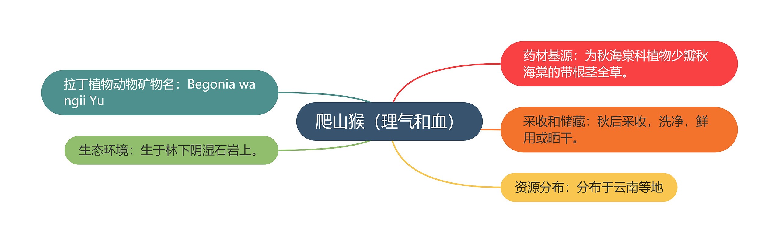 爬山猴（理气和血）