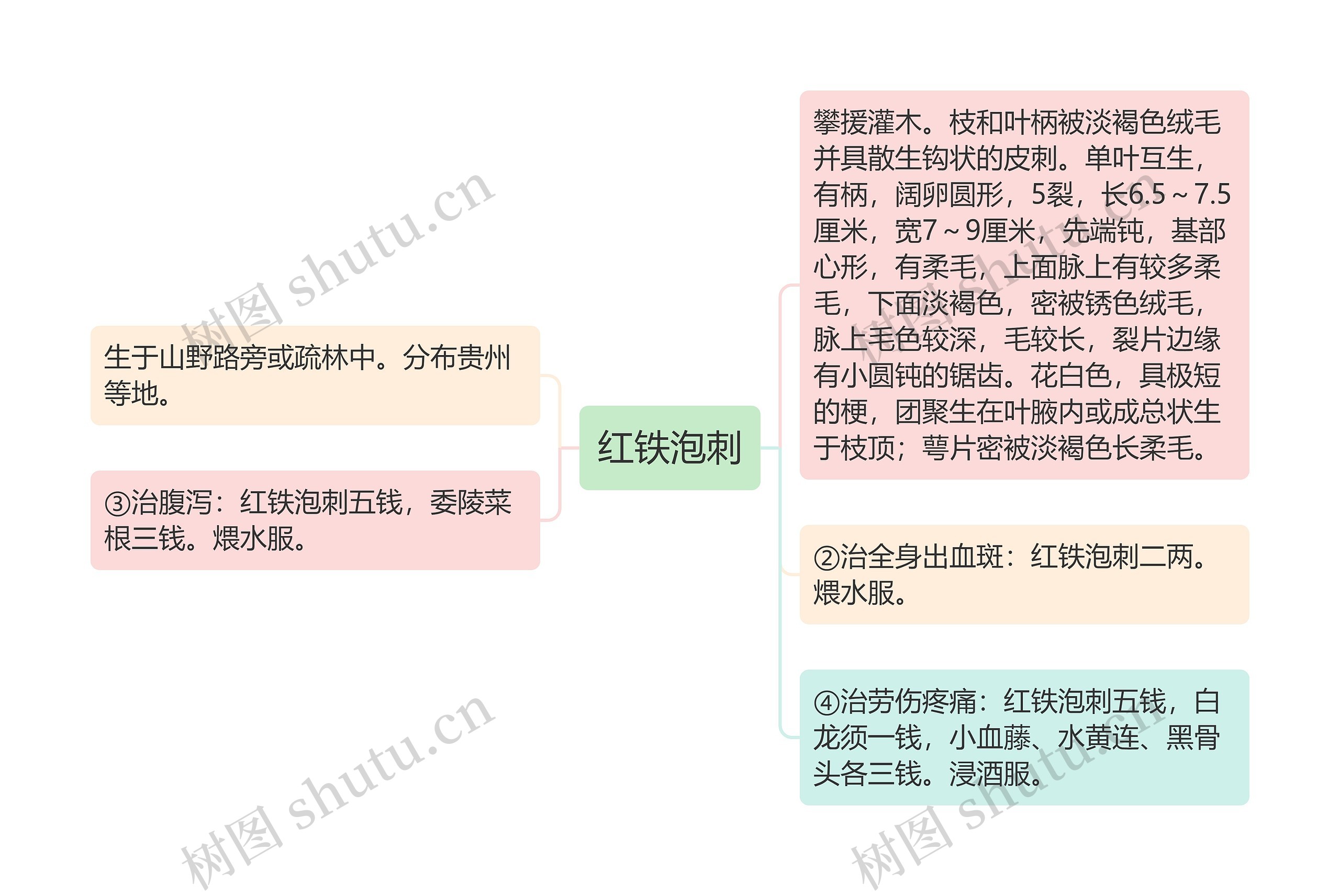 红铁泡刺 红铁泡刺