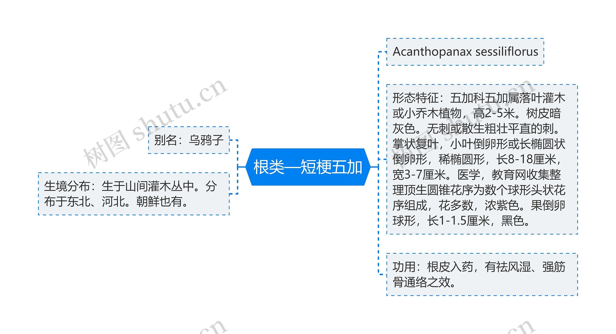 根类—短梗五加