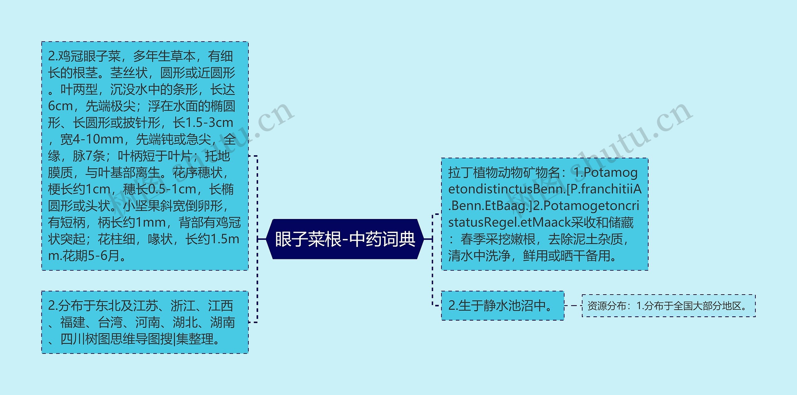 眼子菜根-中药词典思维导图