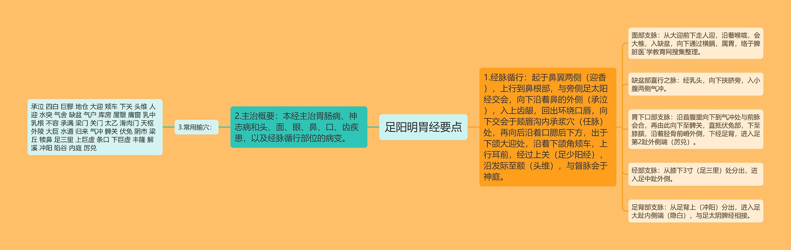 足阳明胃经要点