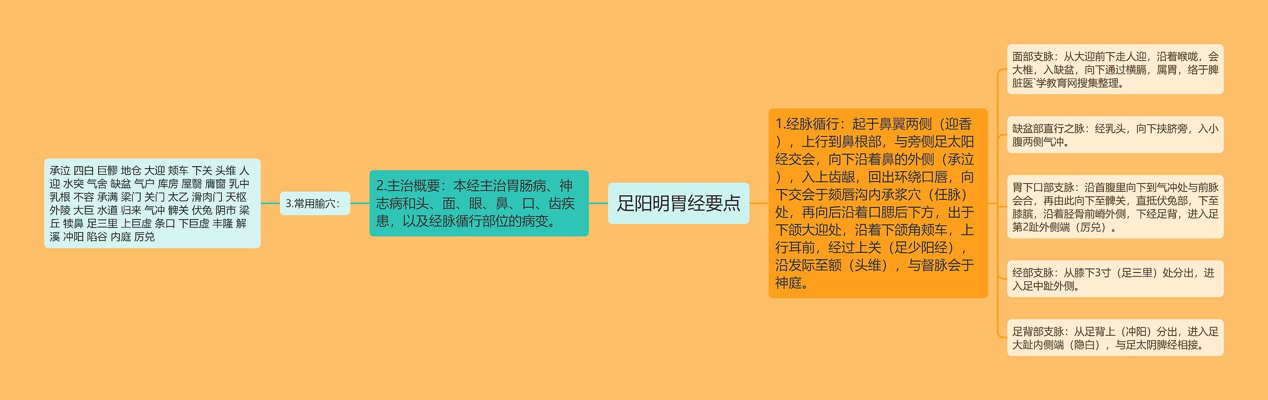 足阳明胃经要点 足阳明胃经要点