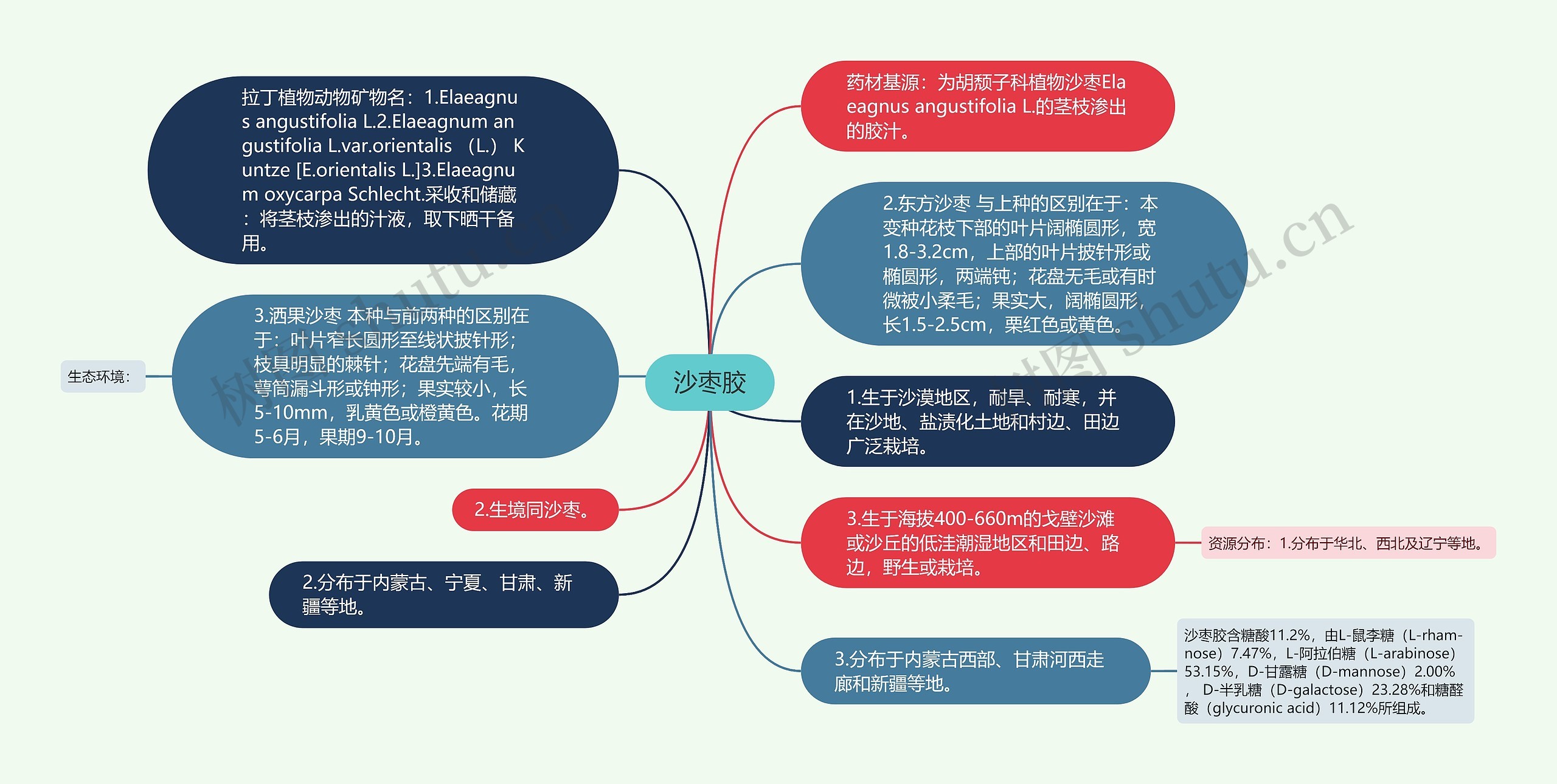 沙枣胶思维导图