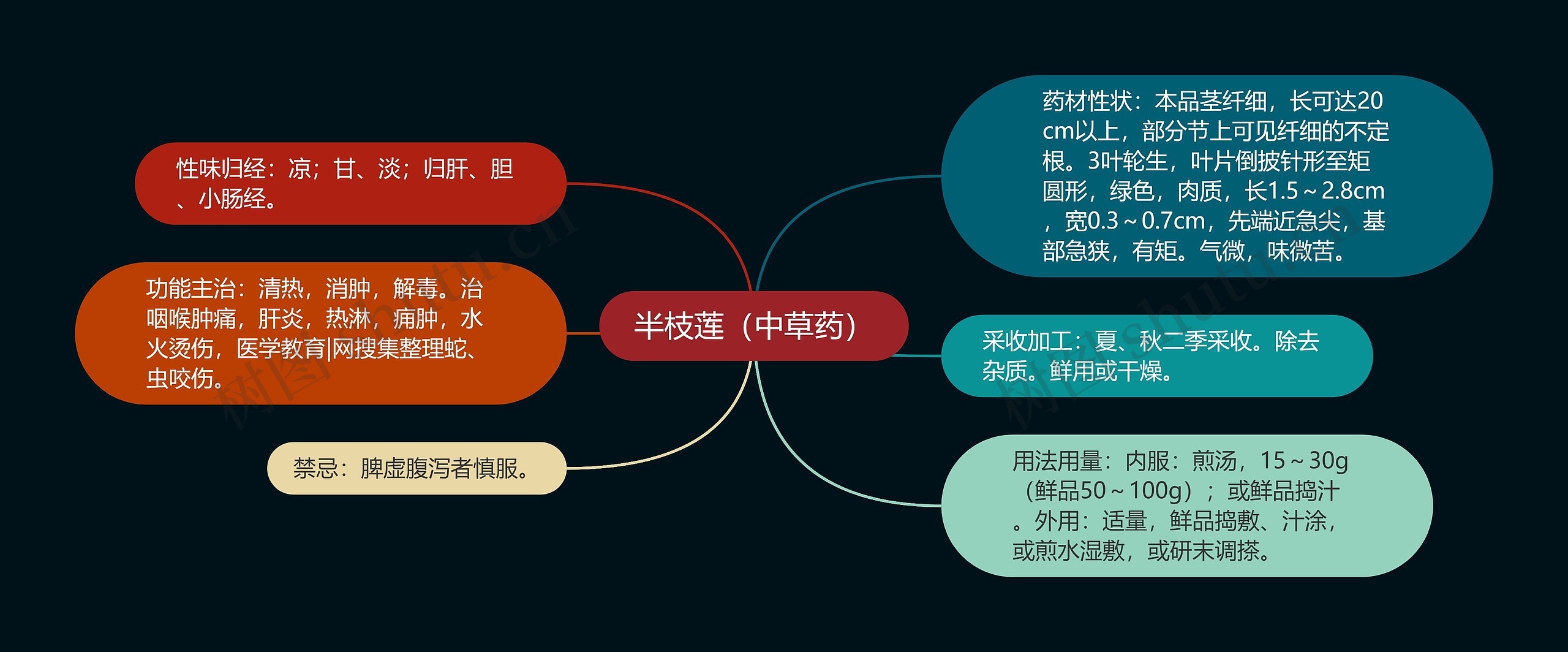 半枝莲（中草药）思维导图