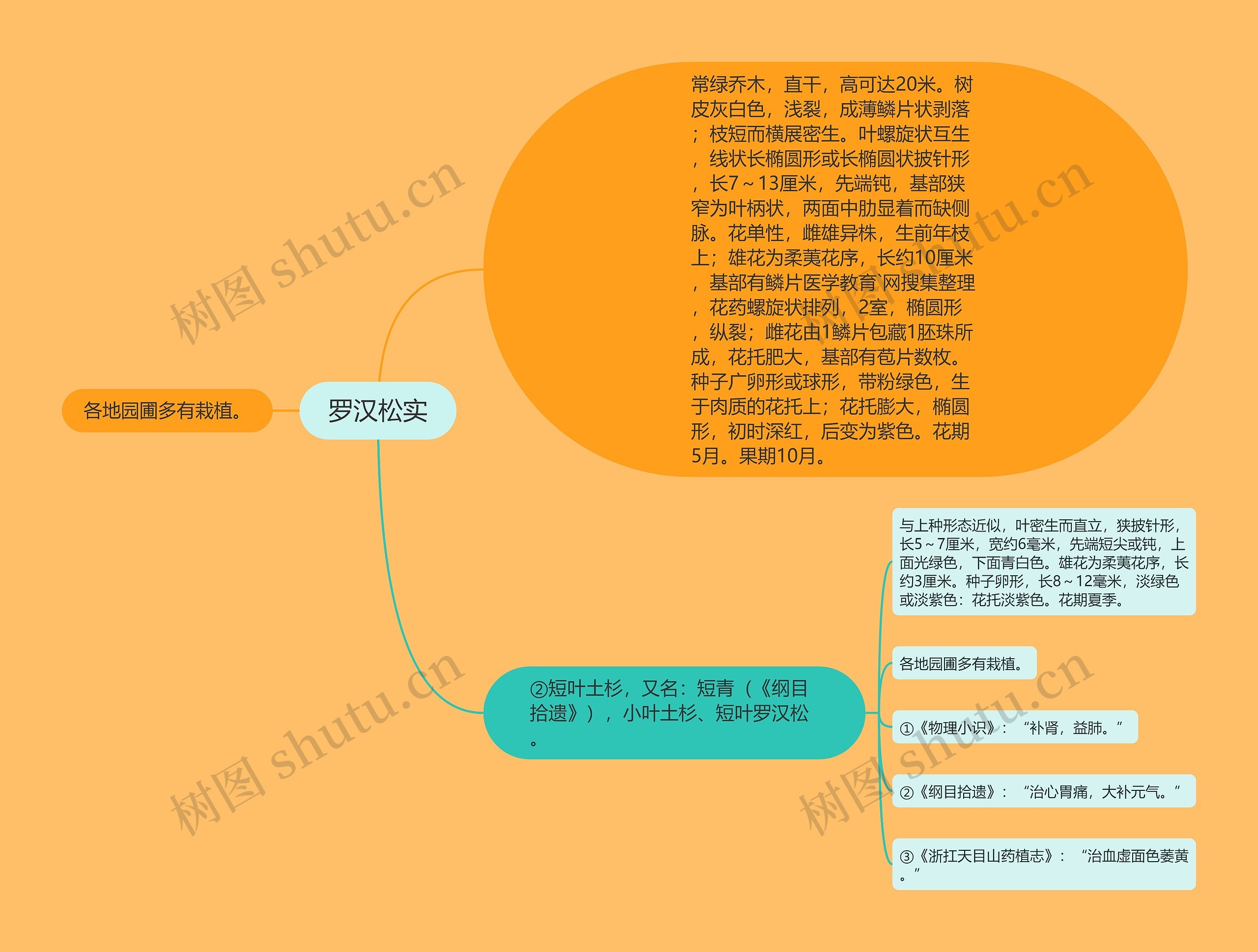 罗汉松实思维导图