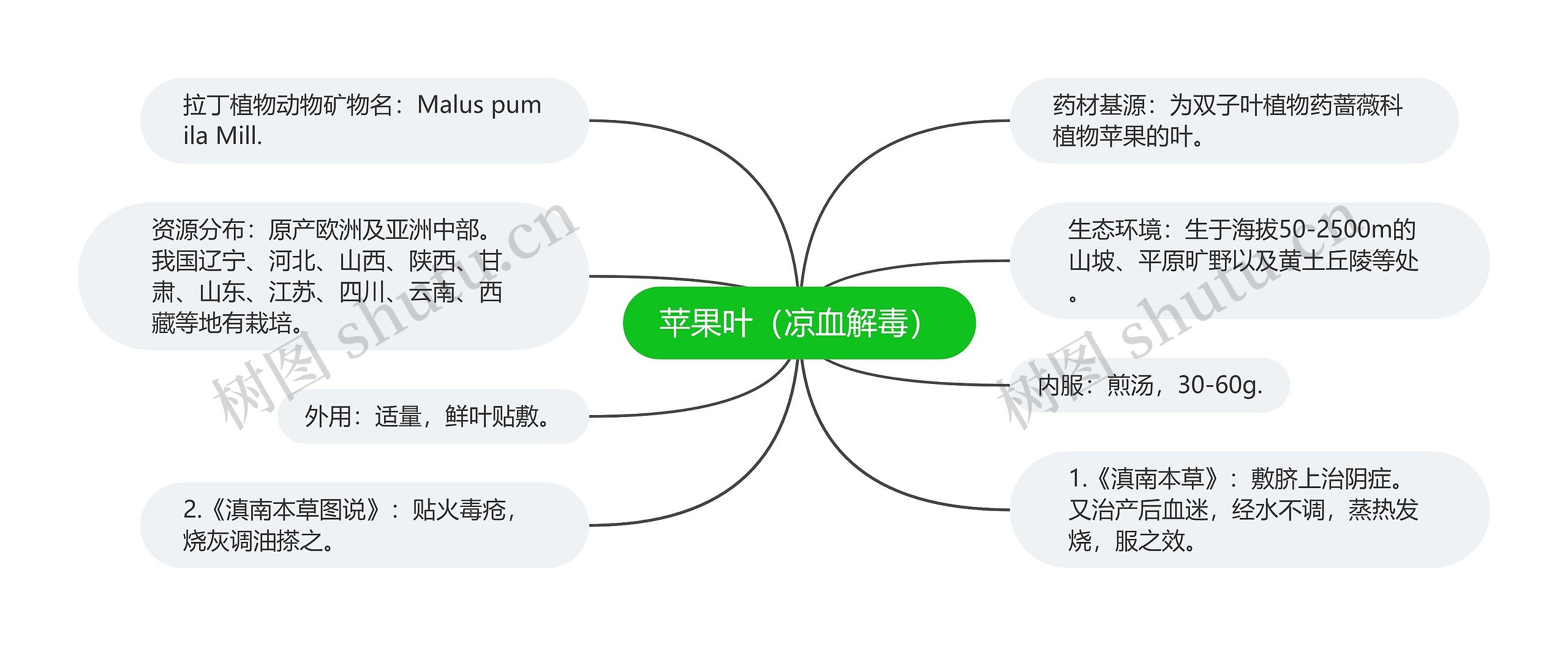 苹果叶（凉血解毒）思维导图