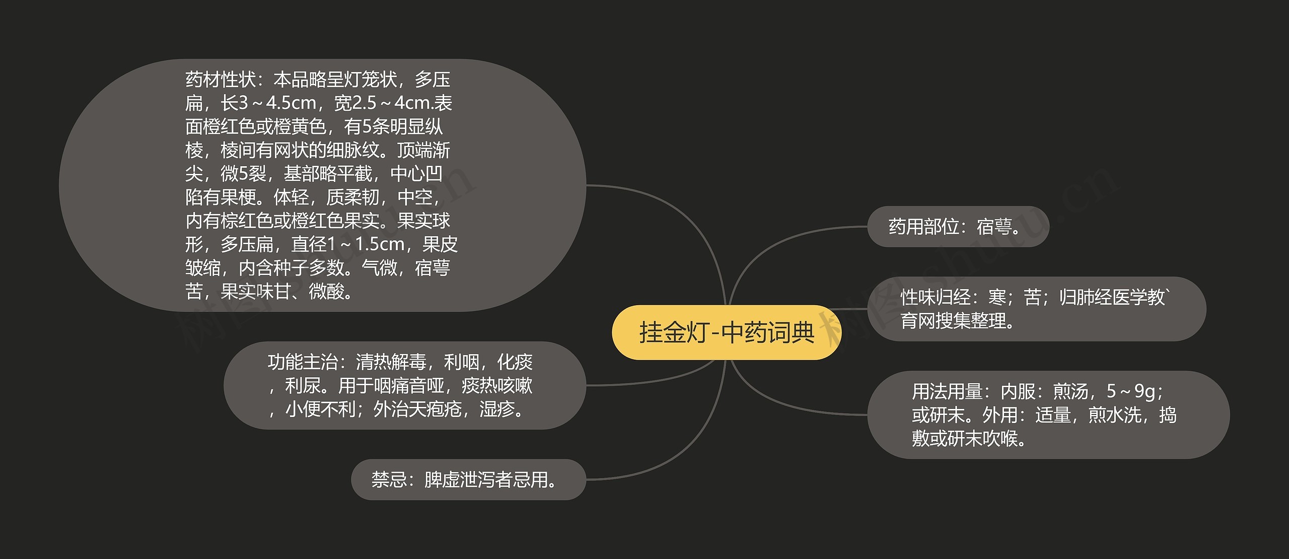 挂金灯-中药词典思维导图