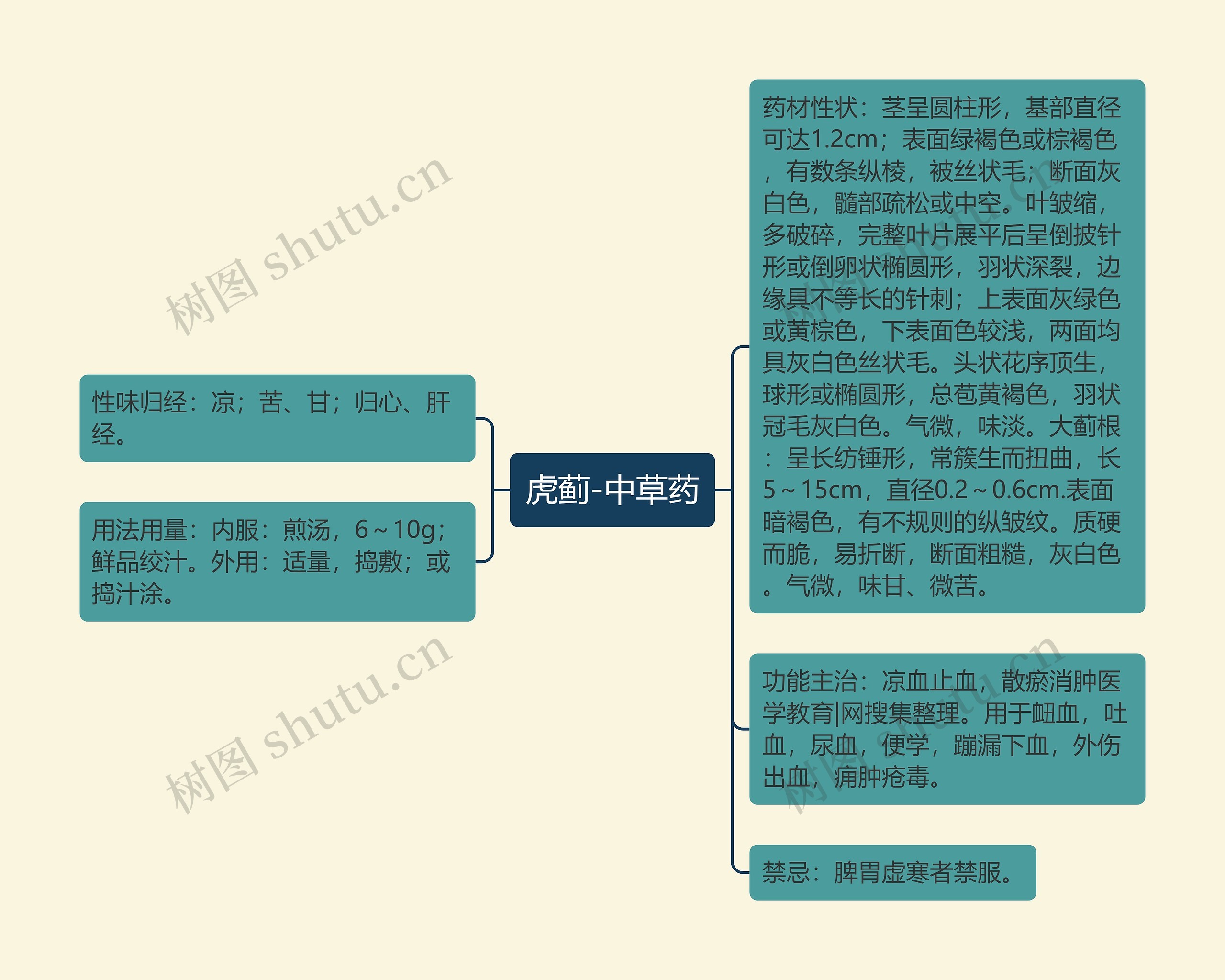 虎蓟-中草药思维导图