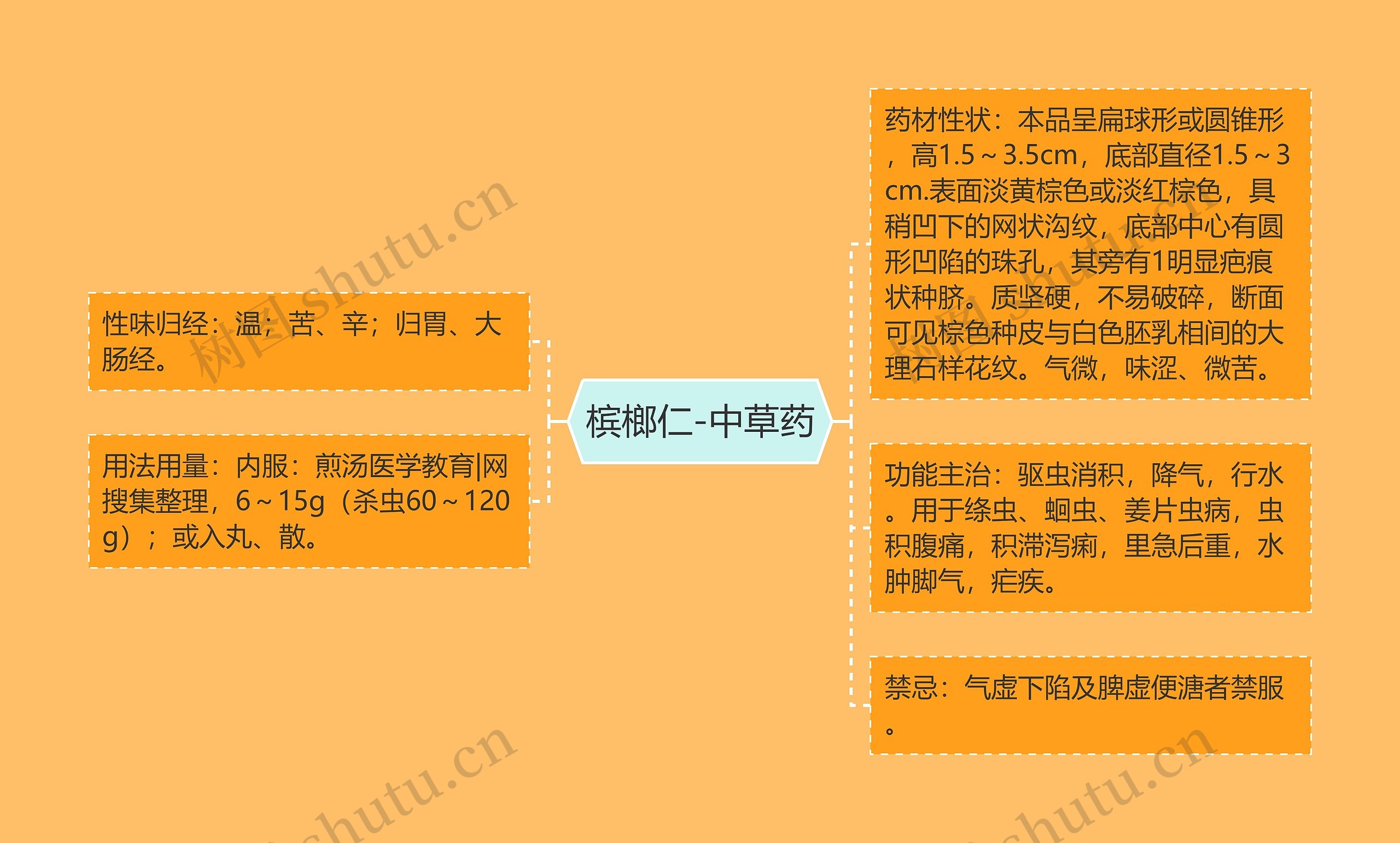 槟榔仁-中草药思维导图