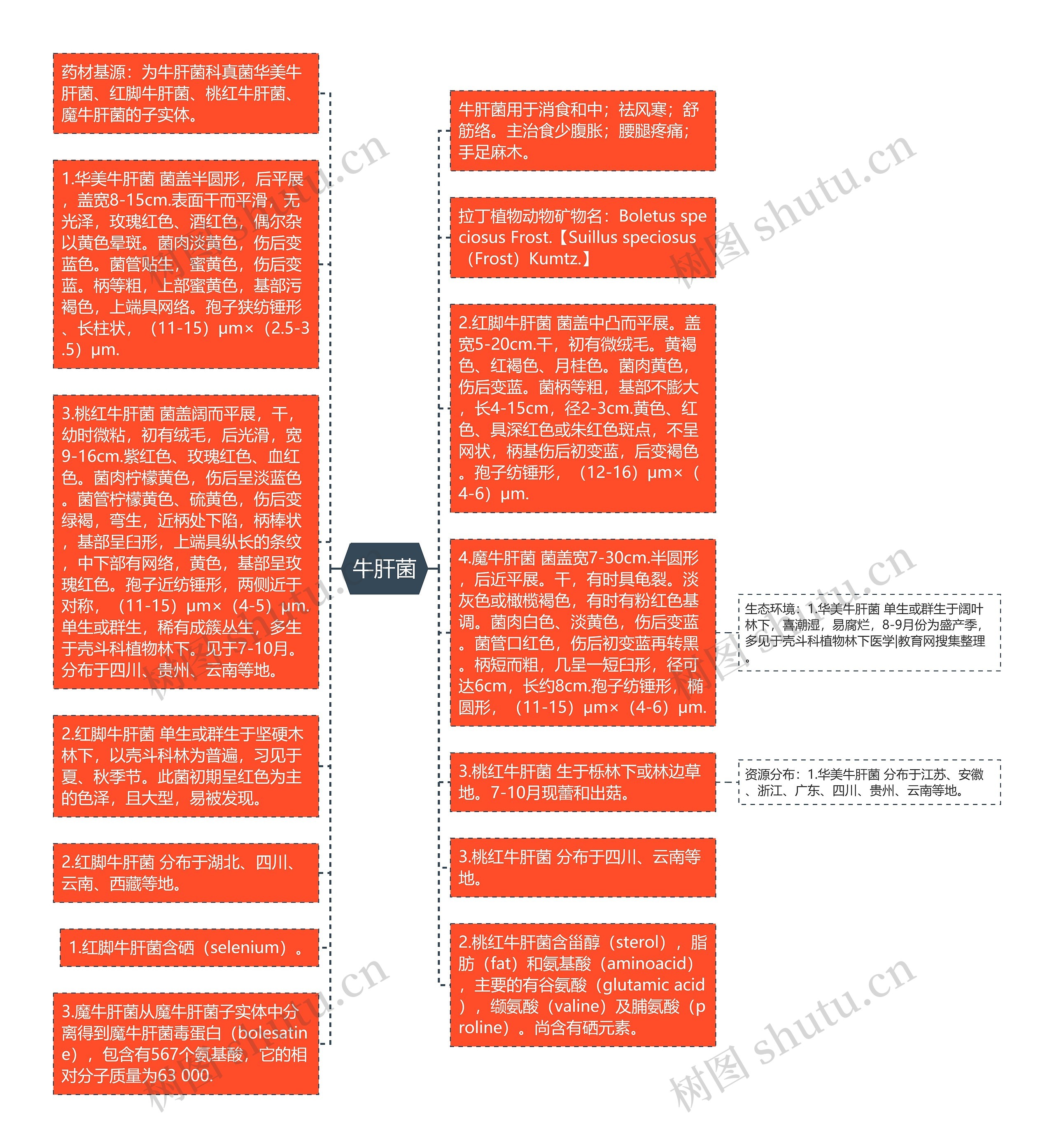 牛肝菌思维导图