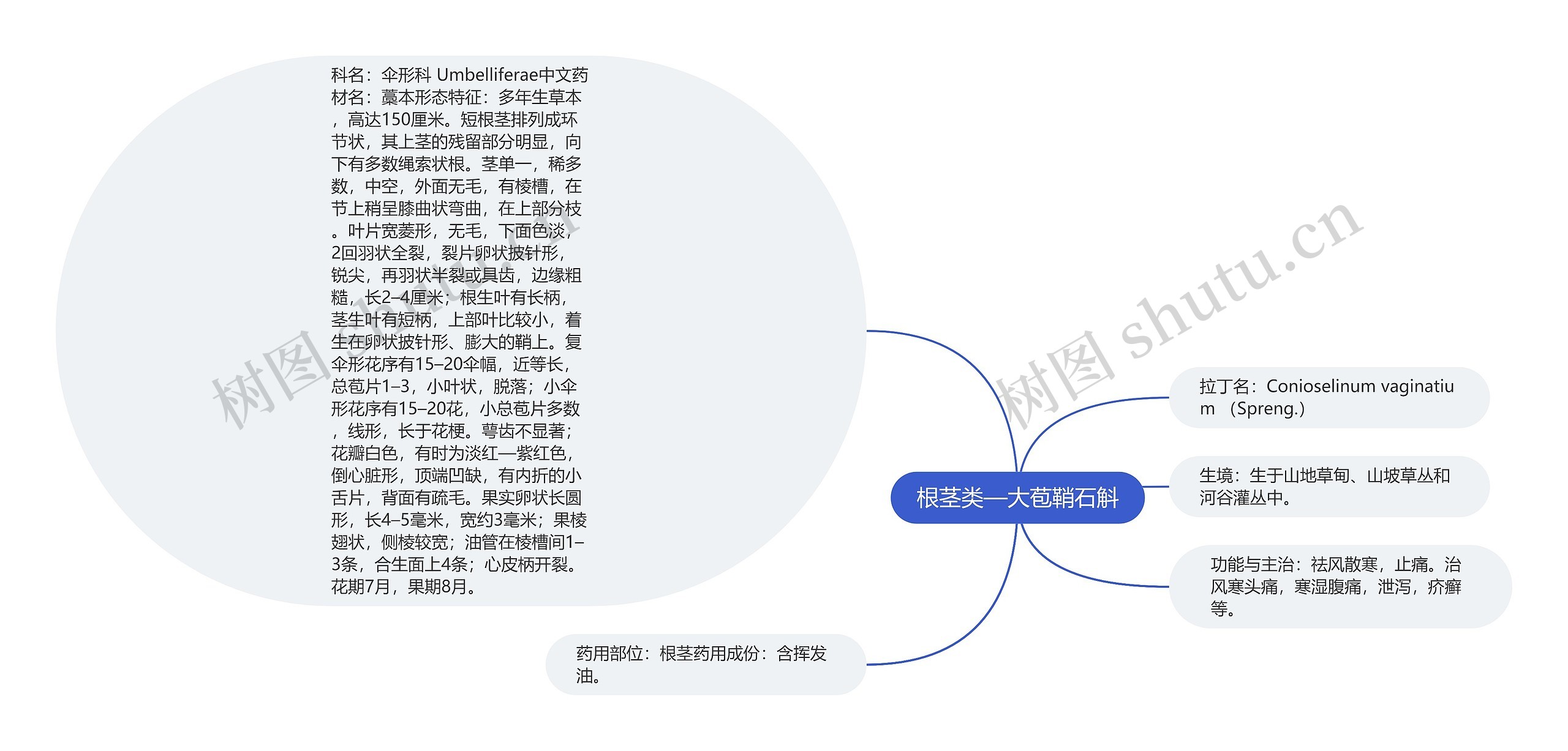 根茎类—大苞鞘石斛思维导图