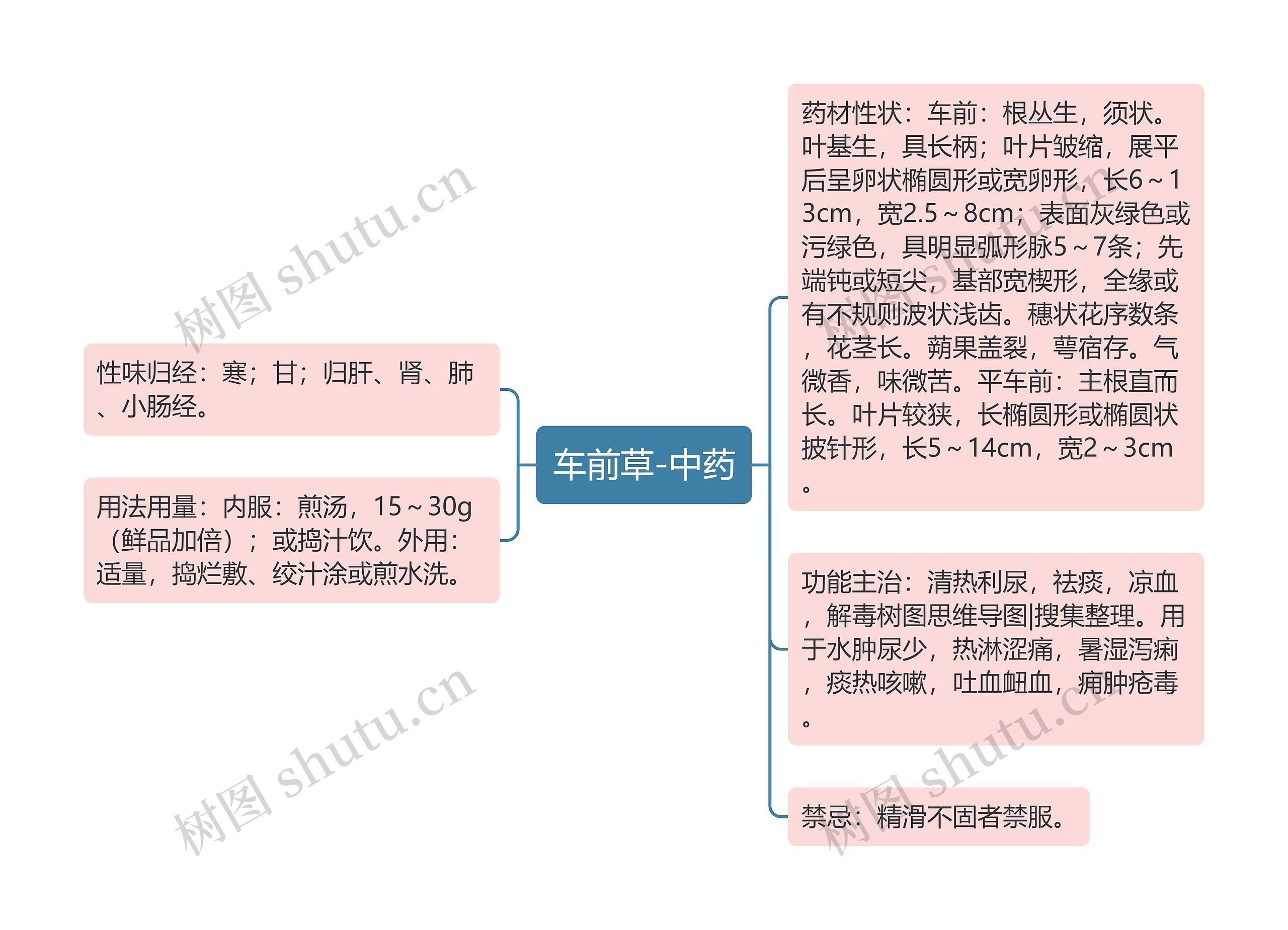 车前草-中药 车前草-中药