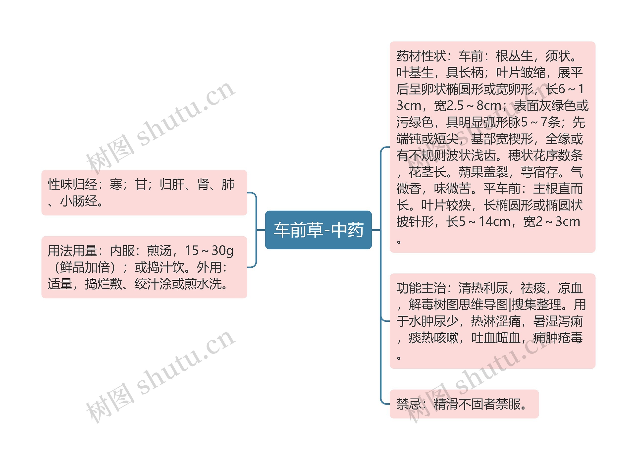 车前草-中药思维导图