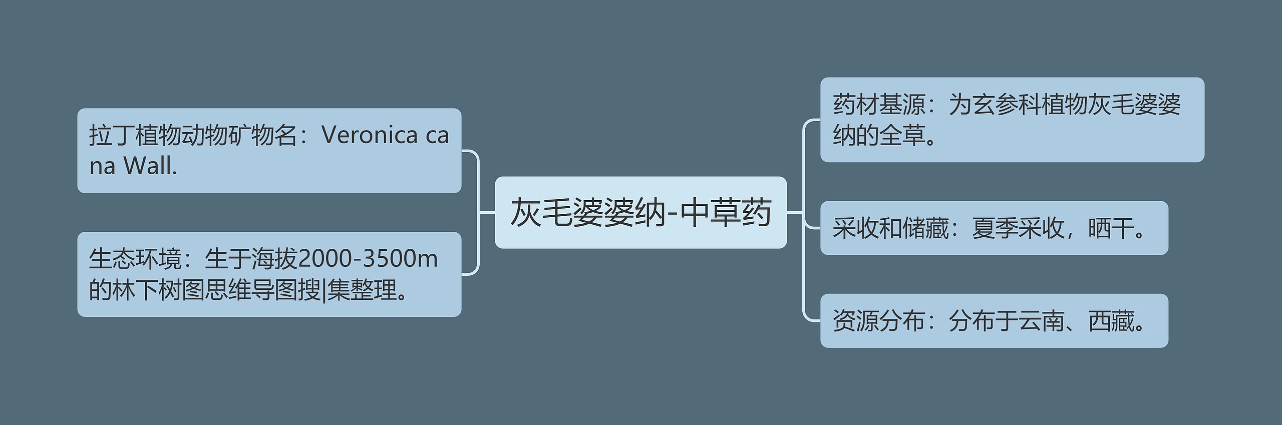 灰毛婆婆纳-中草药