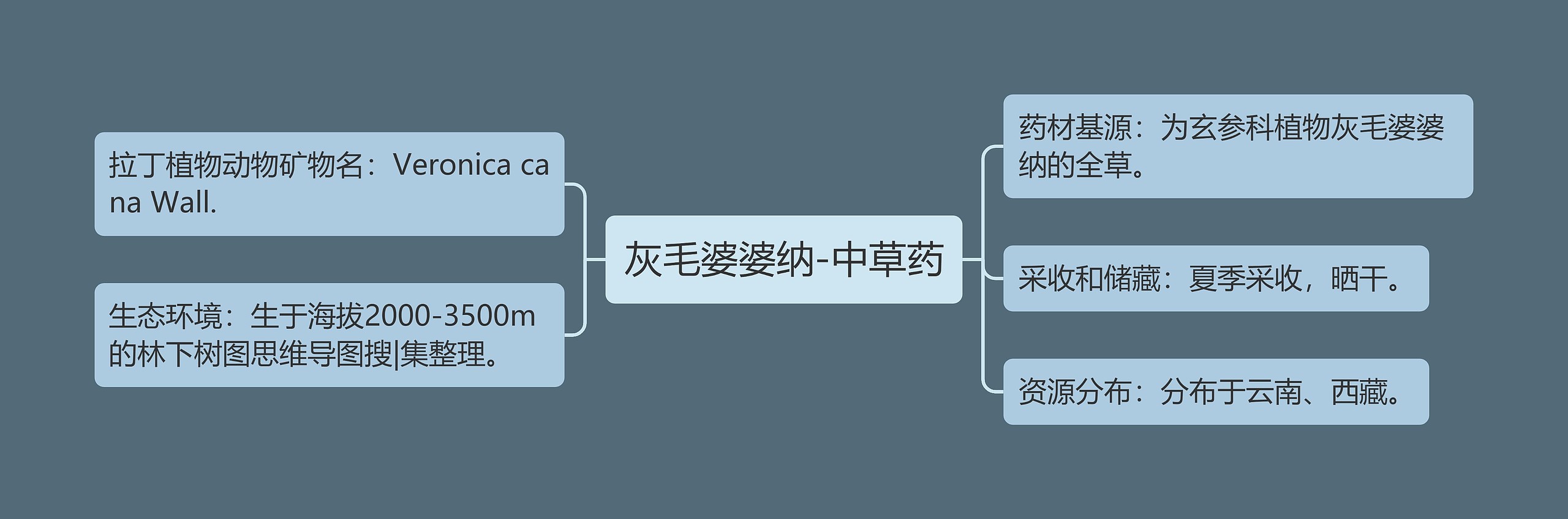 灰毛婆婆纳-中草药思维导图