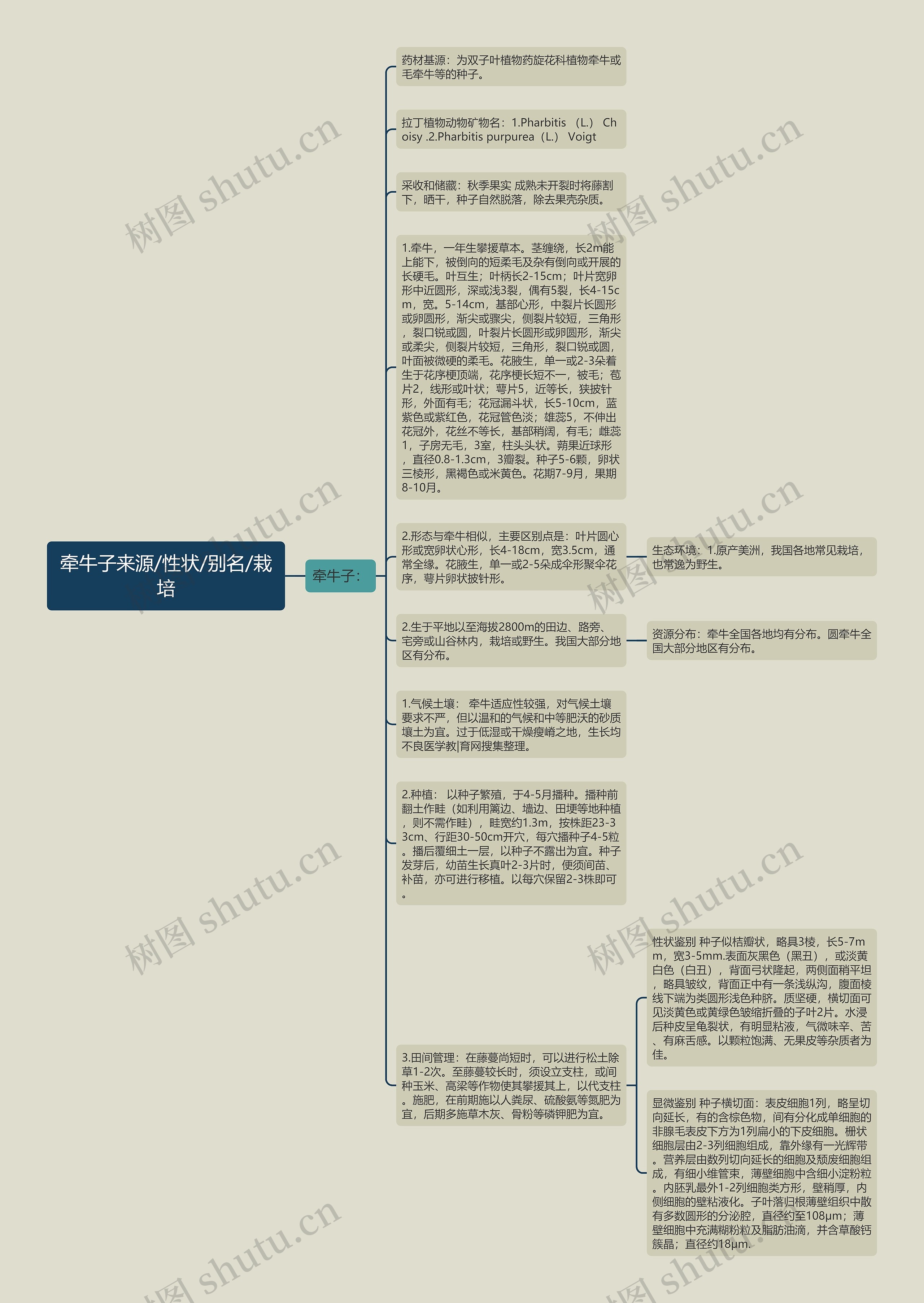 牵牛子来源/性状/别名/栽培思维导图