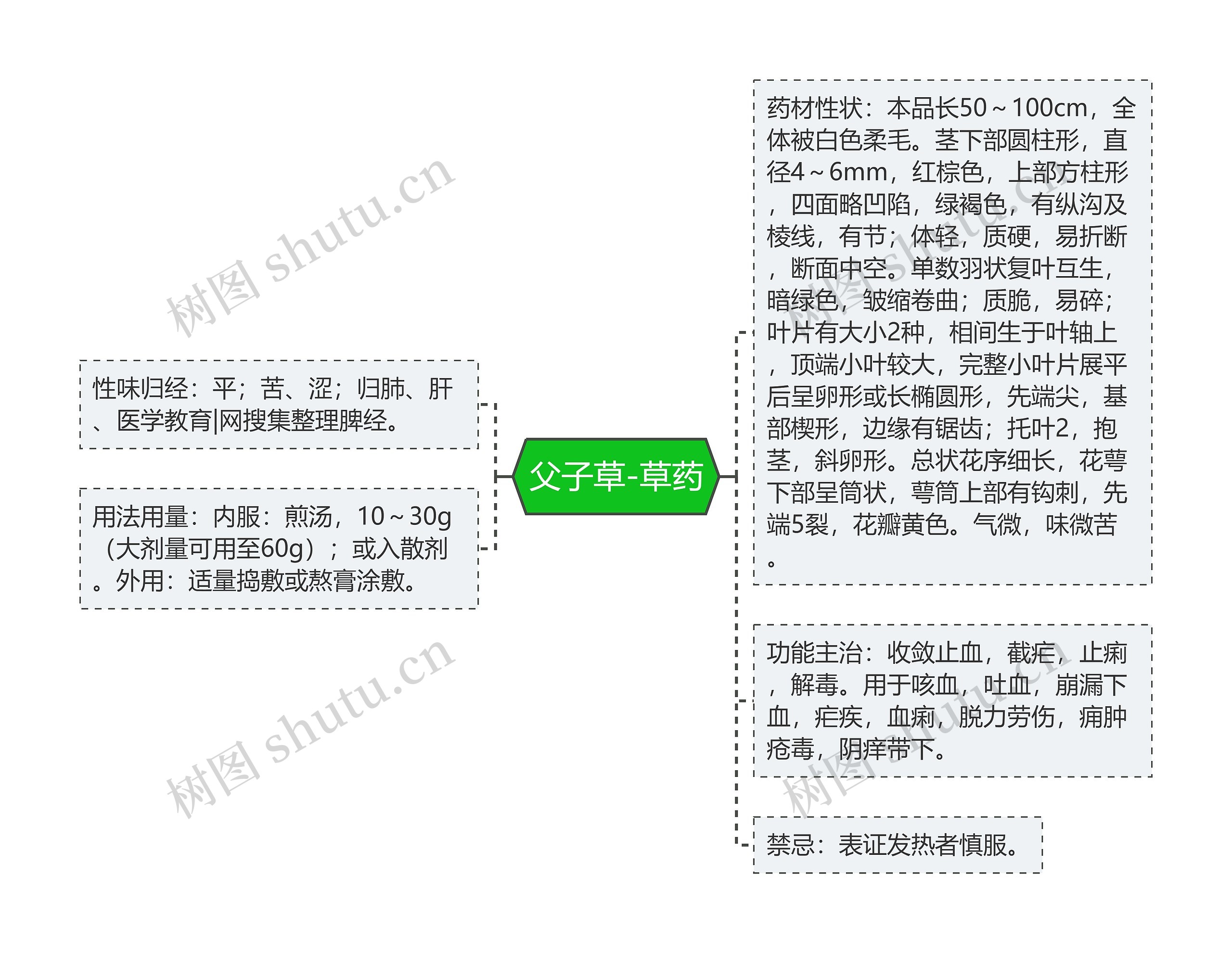 父子草-草药思维导图